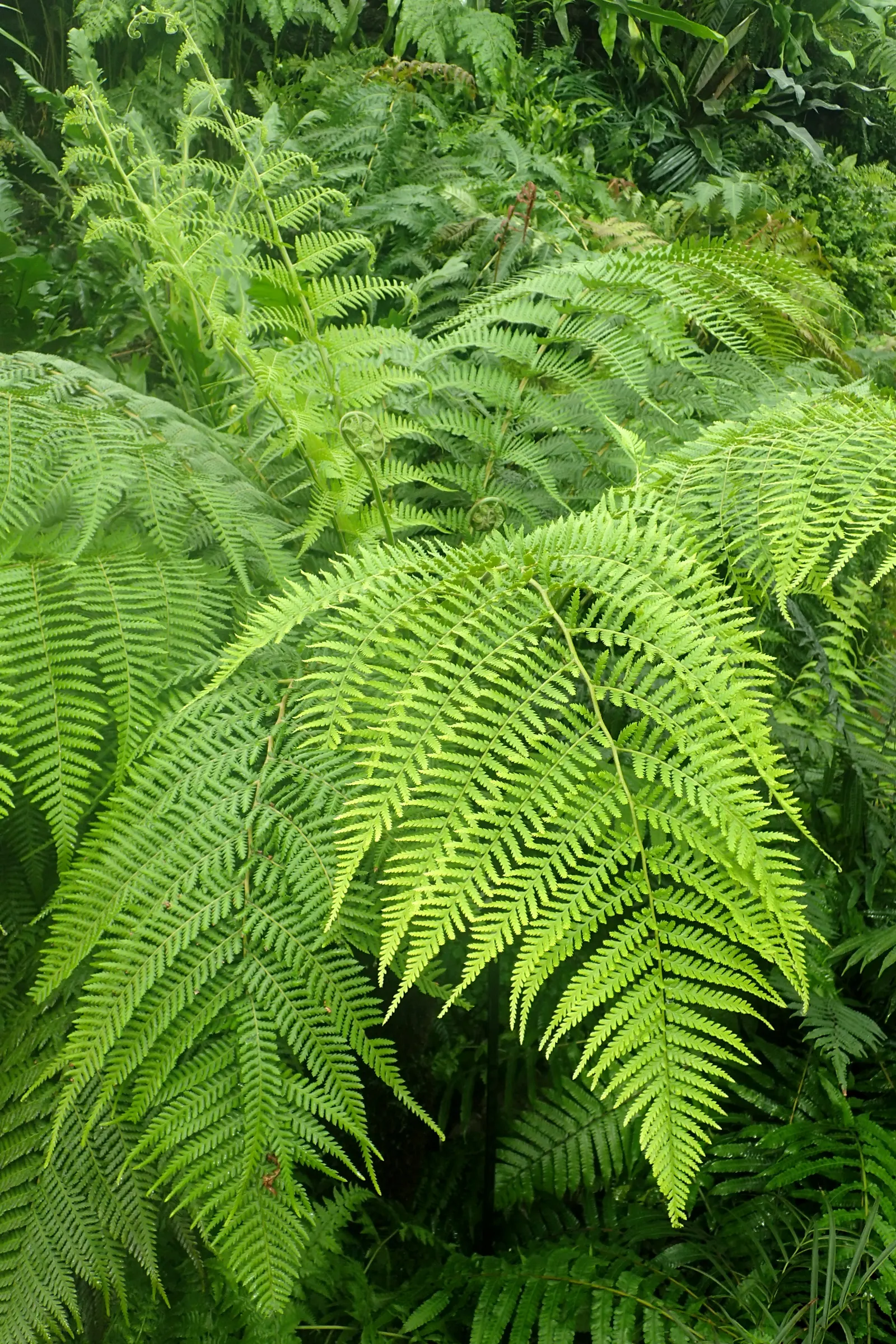 Tasmanian Tree Fern (Dicksonia Antarctica) — The Tasmanian Tree Fern (Dicksonia antarctica)