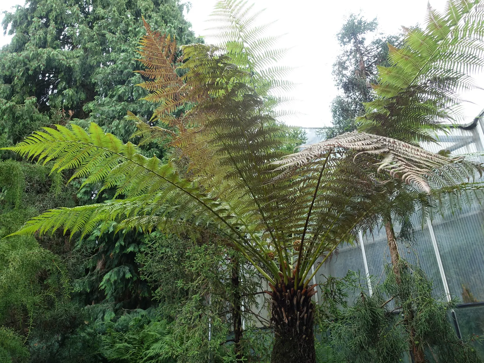 Tasmanian Tree Fern (Dicksonia Antarctica) — with its fronds unfurling to a graceful span of 6 to 10 feet.<br><br>This ancient plant prefers a cool