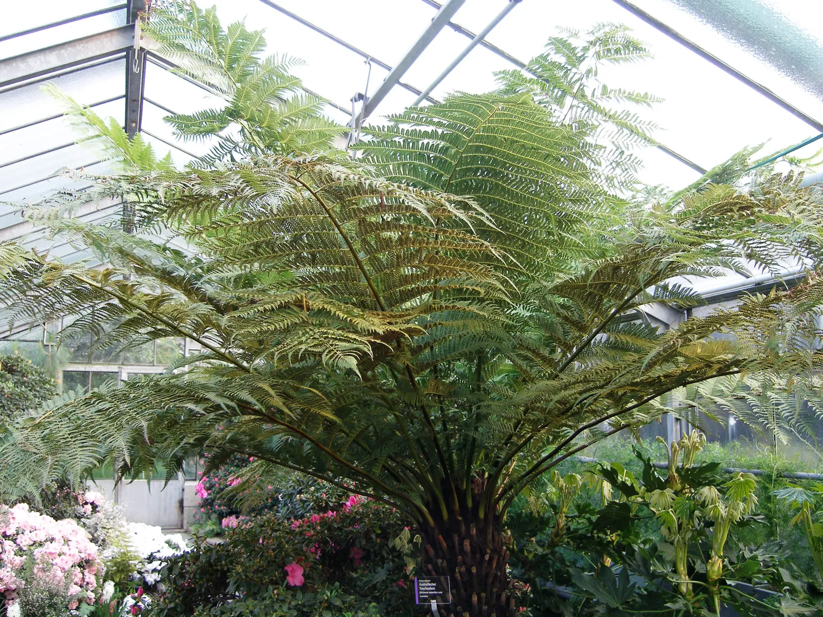 Tasmanian Tree Fern (Dicksonia Antarctica) — thriving in USDA hardiness zones 9 to 11; scientifically named Dicksonia antarctica