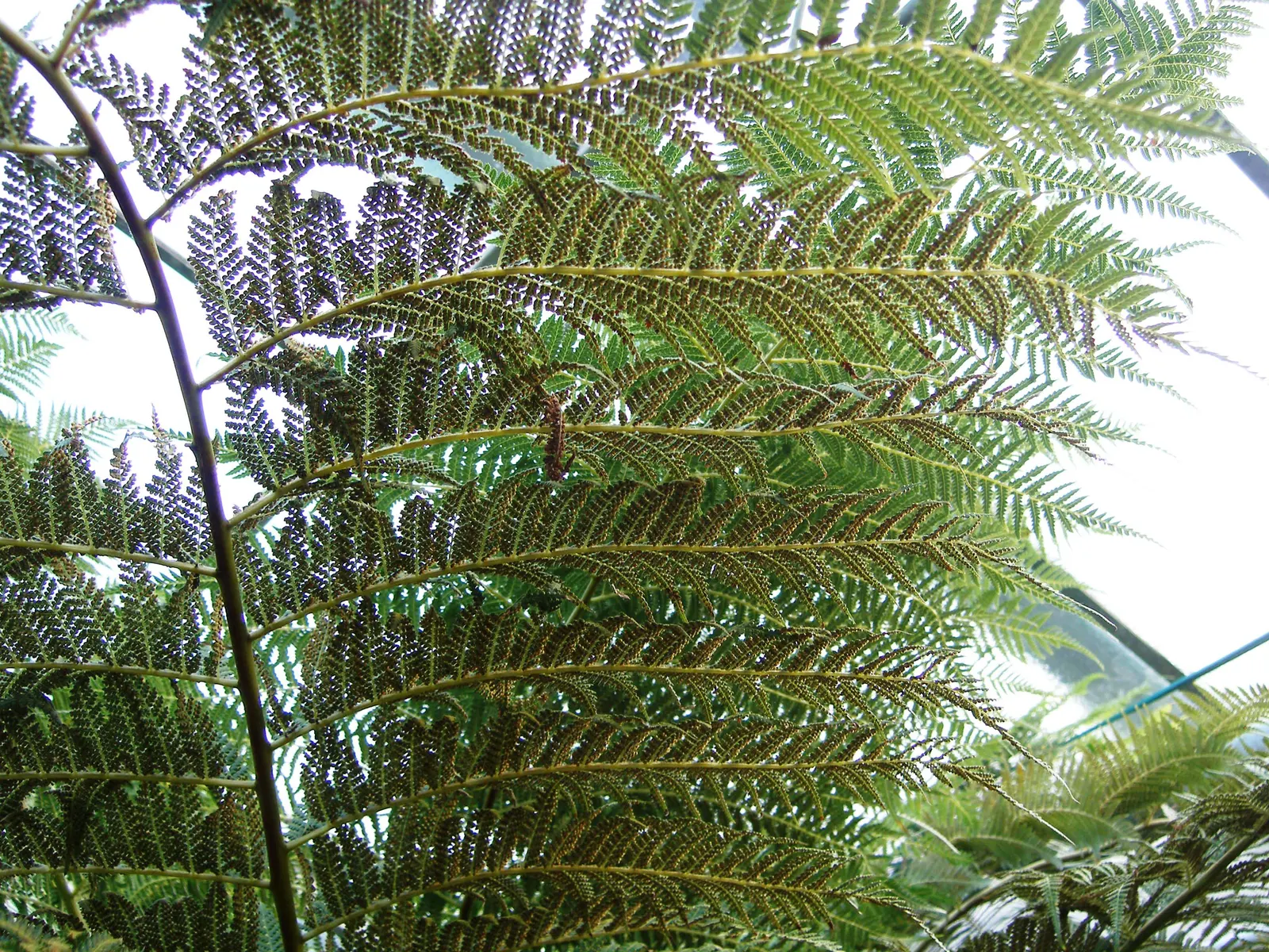 Tasmanian Tree Fern (Dicksonia Antarctica) — scientifically named Dicksonia antarctica; away from drying winds and extreme heat, image 56