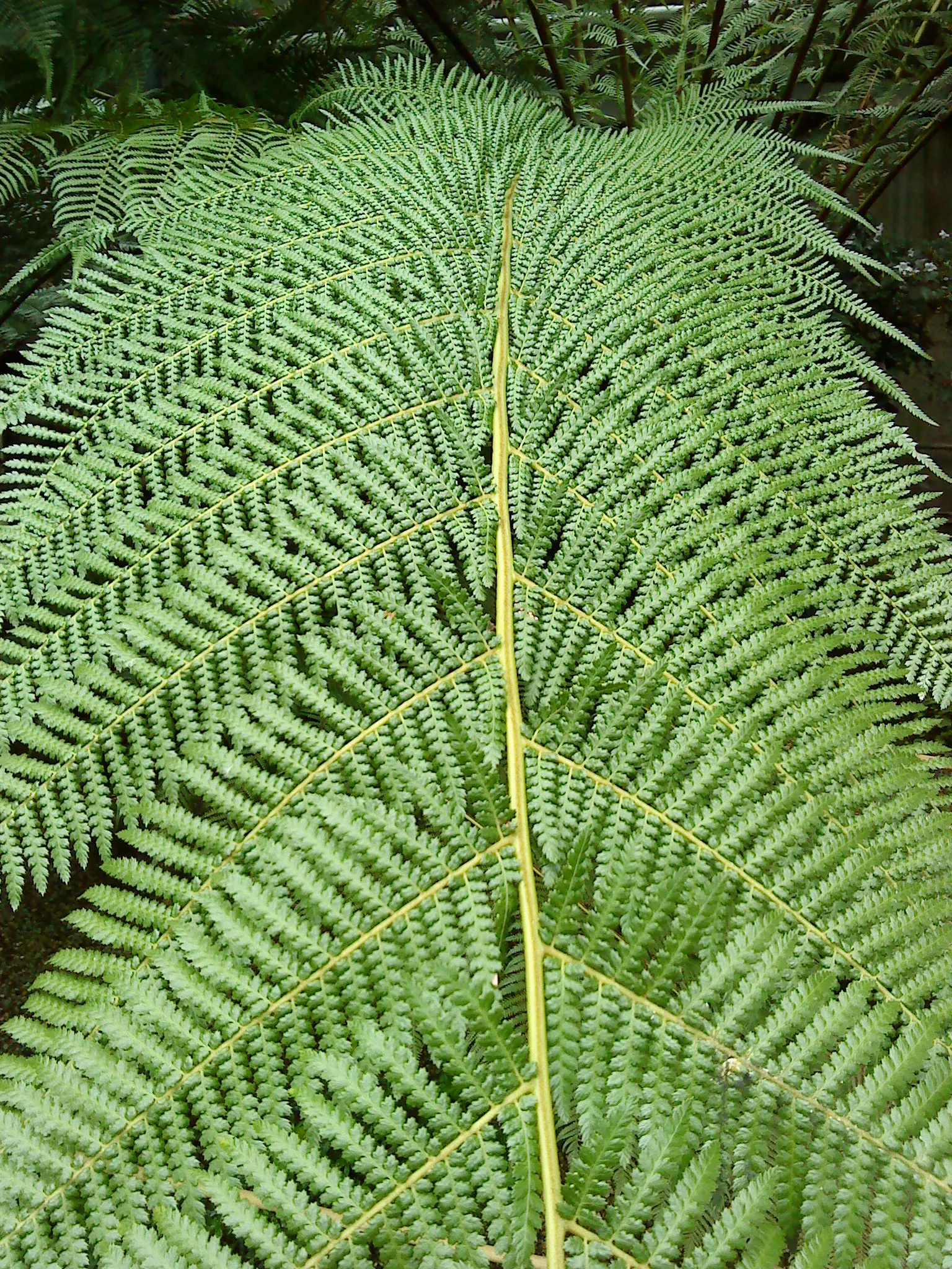 Tasmanian Tree Fern (Dicksonia Antarctica) — Provide the Tasmanian Tree Fern with a balanced