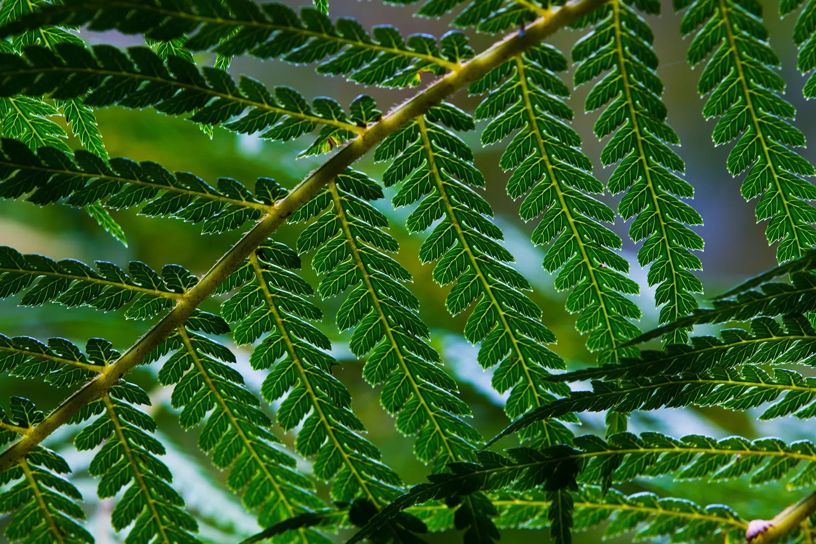 Tasmanian Tree Fern (Dicksonia Antarctica) — away from drying winds and extreme heat