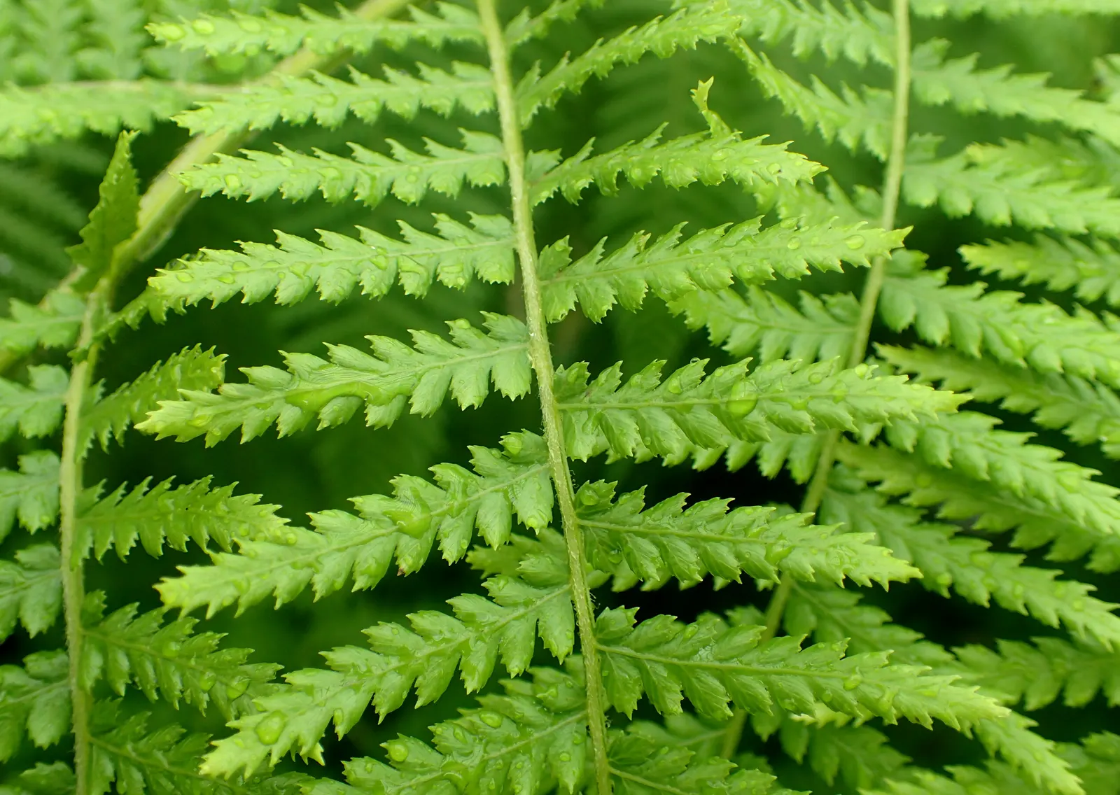 Tasmanian Tree Fern (Dicksonia Antarctica) — The Tasmanian Tree Fern (Dicksonia antarctica); thriving in partial to full shade with moist, image 51