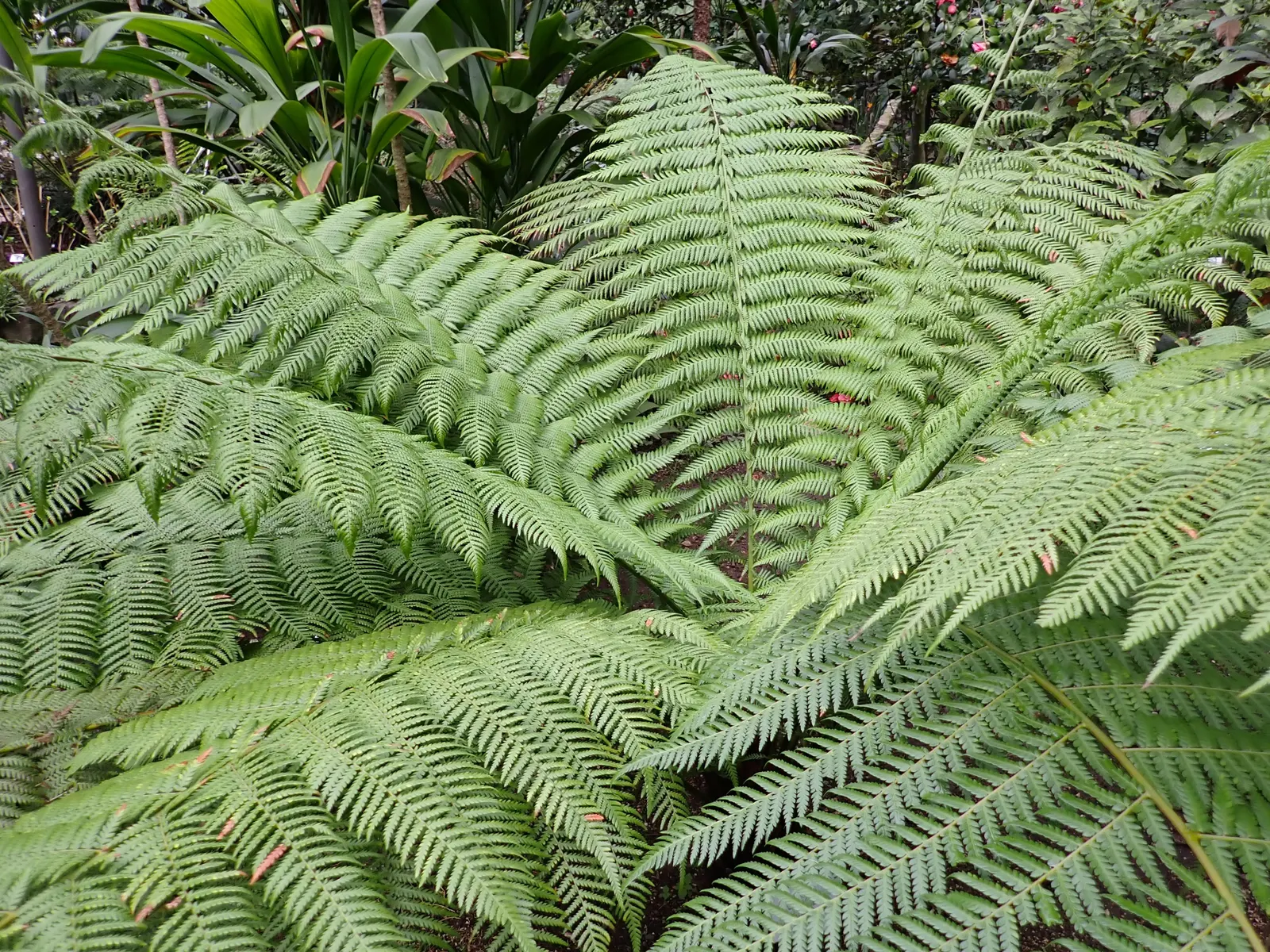 Tasmanian Tree Fern (Dicksonia Antarctica) — Hardy to 20°F, it adds a dramatic prehistoric ambiance to any shaded landscape composition; is a, image 55