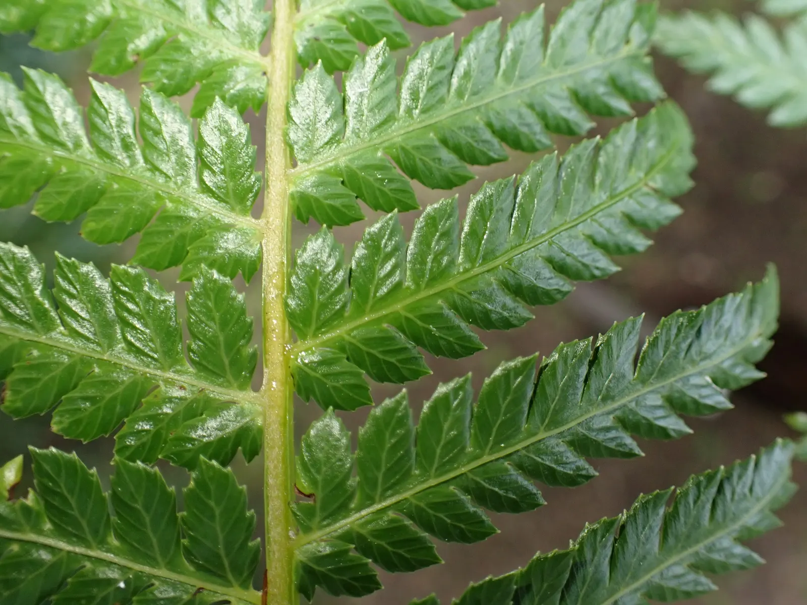 Tasmanian Tree Fern (Dicksonia Antarctica) — Thriving in partial to full shade with moist, well-drained soil, it prefers temperate conditions; fern / shrub for