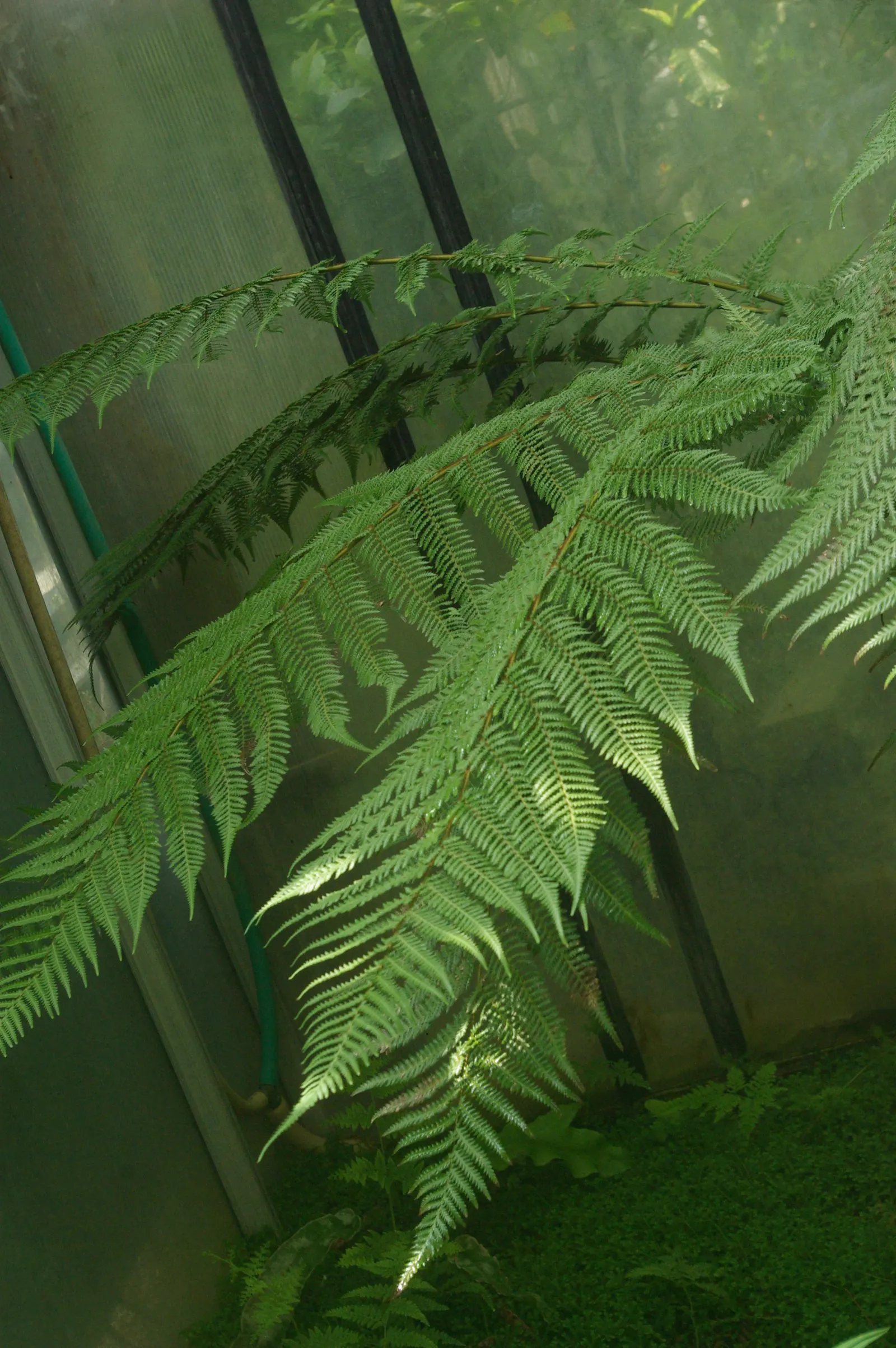 Tasmanian Tree Fern (Dicksonia Antarctica) — Thriving in partial to full shade with moist, well-drained soil, it prefers temperate conditions