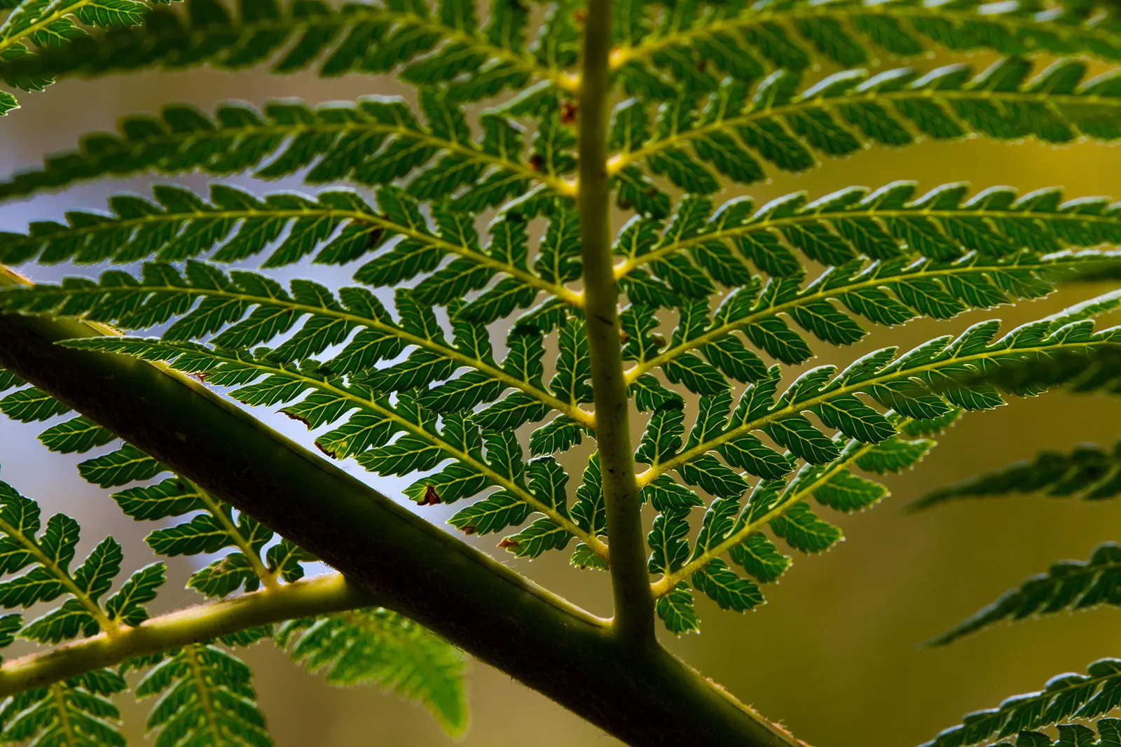 Tasmanian Tree Fern (Dicksonia Antarctica) — this tree fern can reach towering heights of up to 15 feet; arching fronds are a lush deep green, image 60