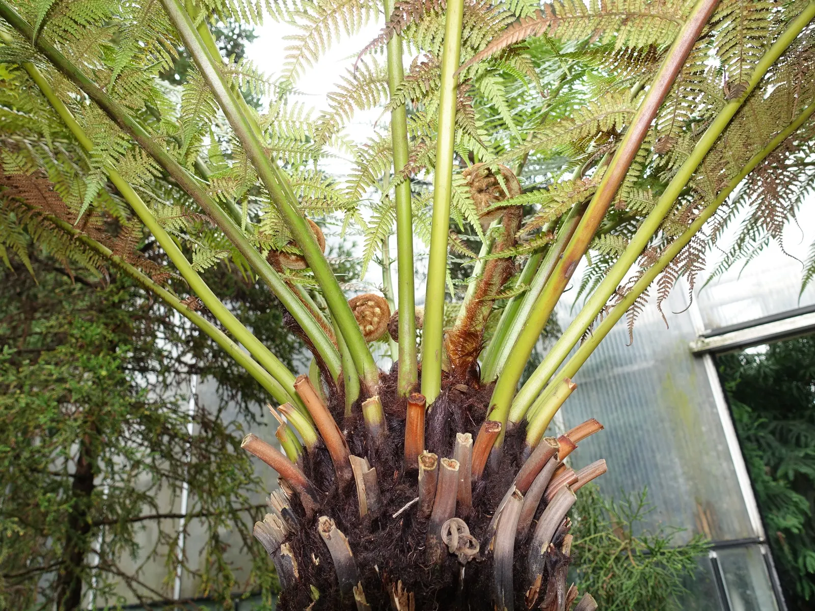 Tasmanian Tree Fern (Dicksonia Antarctica) — The Tasmanian Tree Fern (Dicksonia antarctica); thriving in partial to full shade with moist, well-drained soil