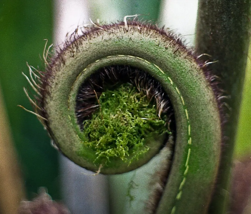 Tasmanian Tree Fern (Dicksonia Antarctica) — with its fronds unfurling to a graceful span of 6 to 10 feet.<br><br>This ancient plant prefers a cool; requiring