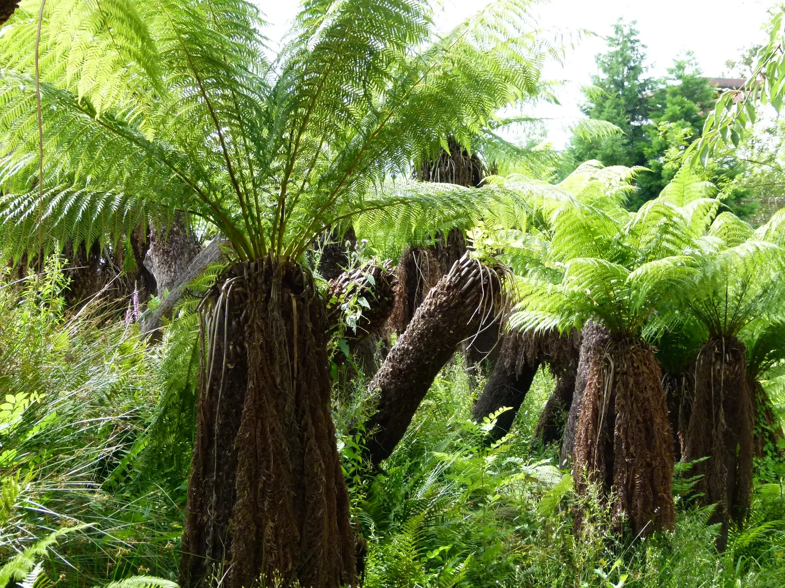 Tasmanian Tree Fern (Dicksonia Antarctica) — suggests durability and a rugged history.<br><br>This species does well with a steady supply of water; thriving in