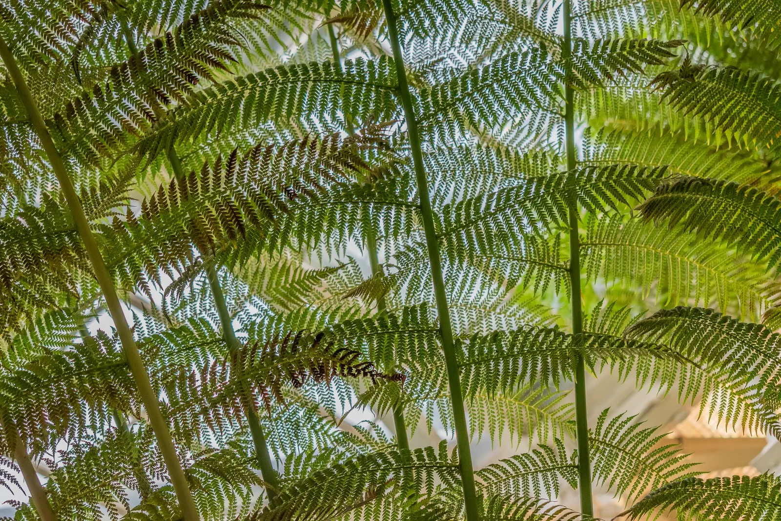 Tasmanian Tree Fern (Dicksonia Antarctica) — yet consistently moist.<br><br>Its long