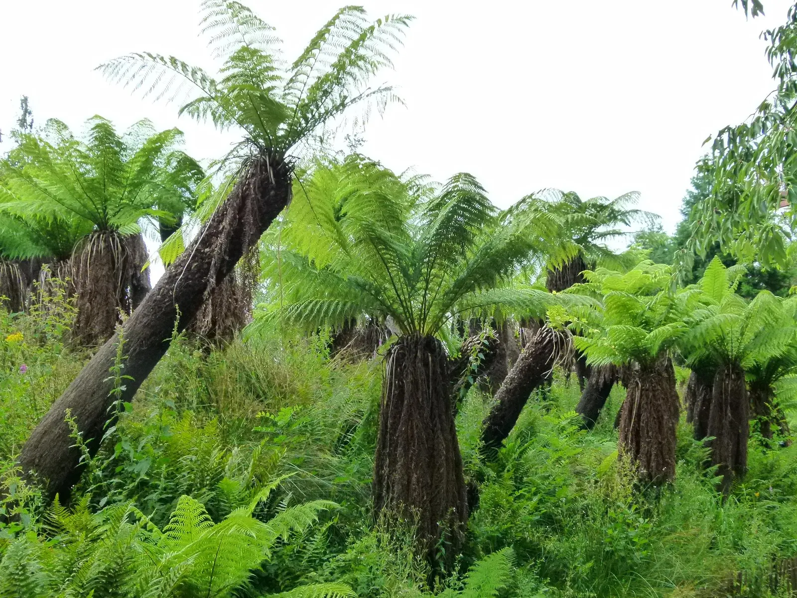 Tasmanian Tree Fern (Dicksonia Antarctica) — arching fronds are a lush deep green; yet consistently moist.<br><br>Its long