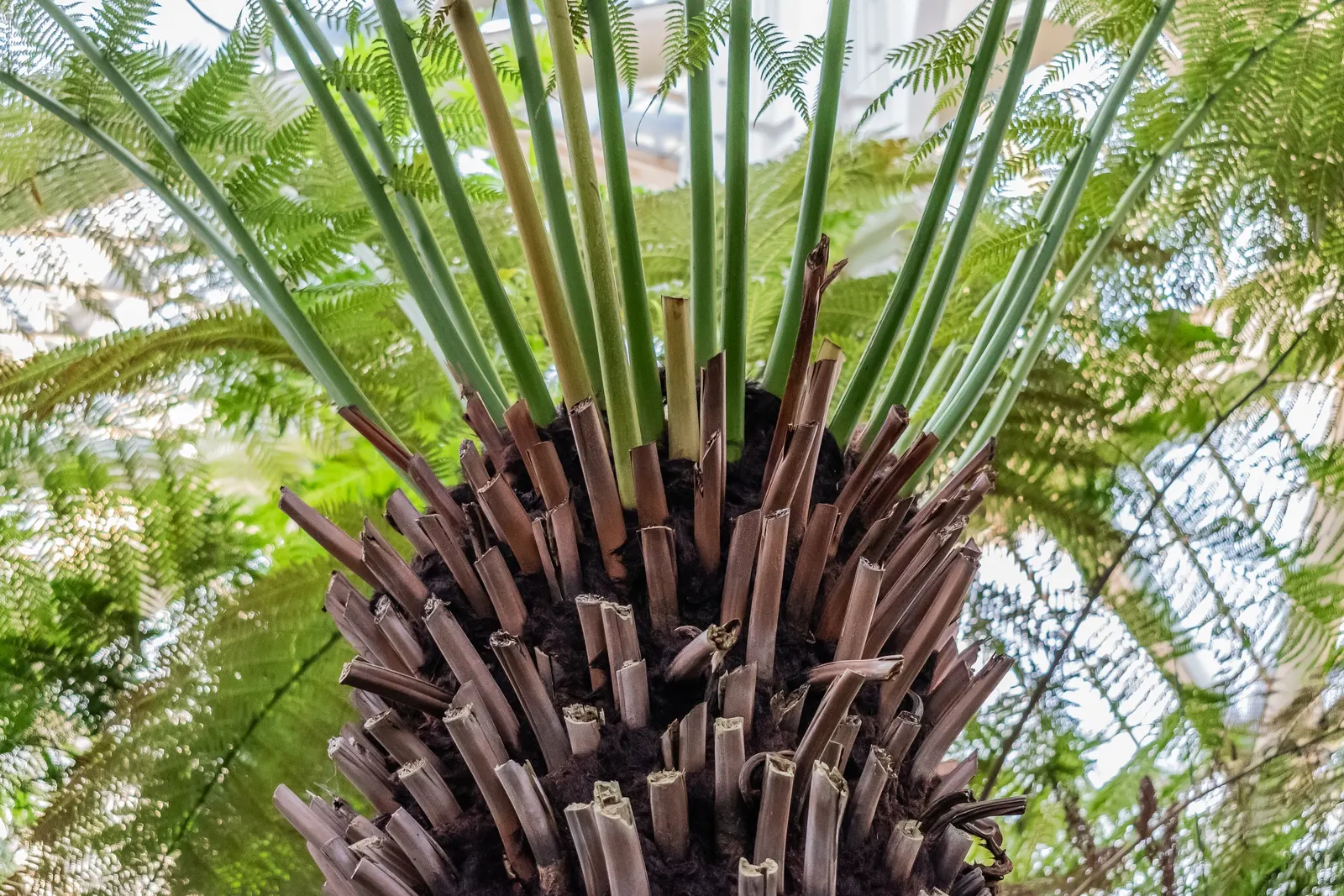 Tasmanian Tree Fern (Dicksonia Antarctica) — A layer of mulch is beneficial to help retain soil moisture and protect its shallow roots