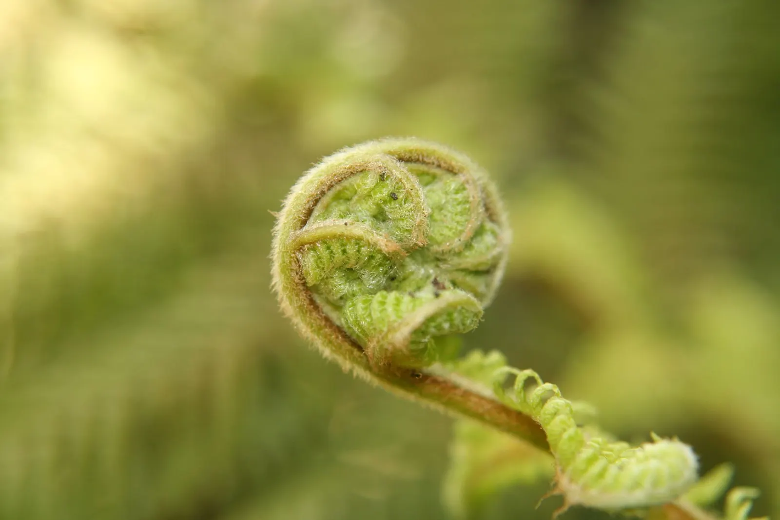 Tasmanian Tree Fern (Dicksonia Antarctica) — scientifically named Dicksonia antarctica