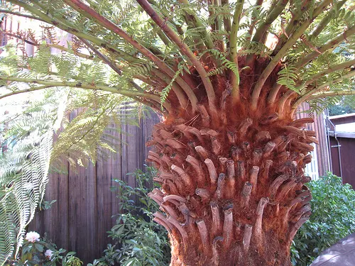 Tasmanian Tree Fern (Dicksonia Antarctica) — fern / shrub for half or shade