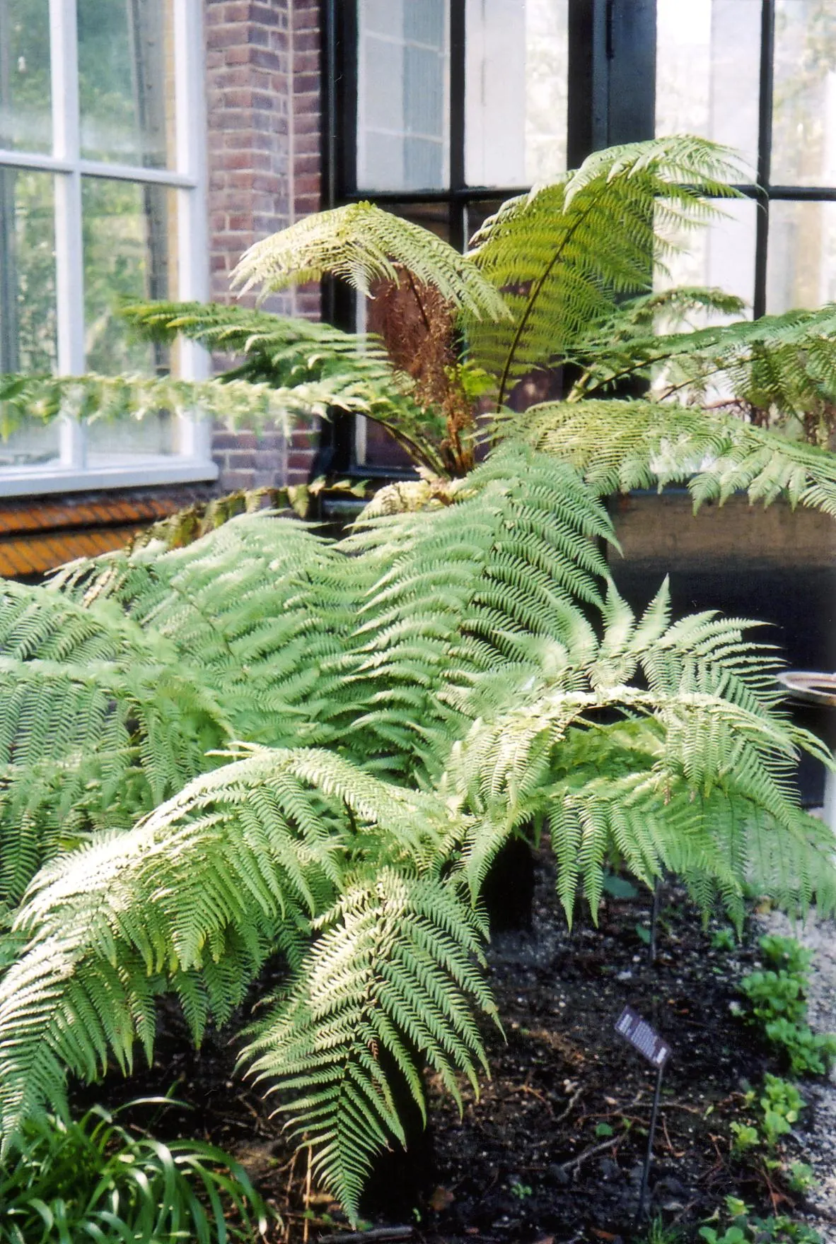 Tasmanian Tree Fern (Dicksonia Antarctica) — Its thick, fibrous trunk supports long, arching fronds creating a lush canopy