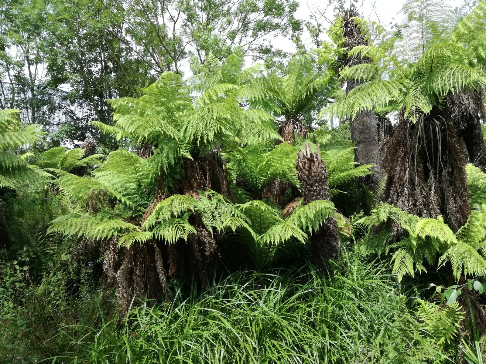 Tasmanian Tree Fern (Dicksonia Antarctica) — fern / shrub for half or shade; a layer of mulch is beneficial to help retain soil moisture and protect its