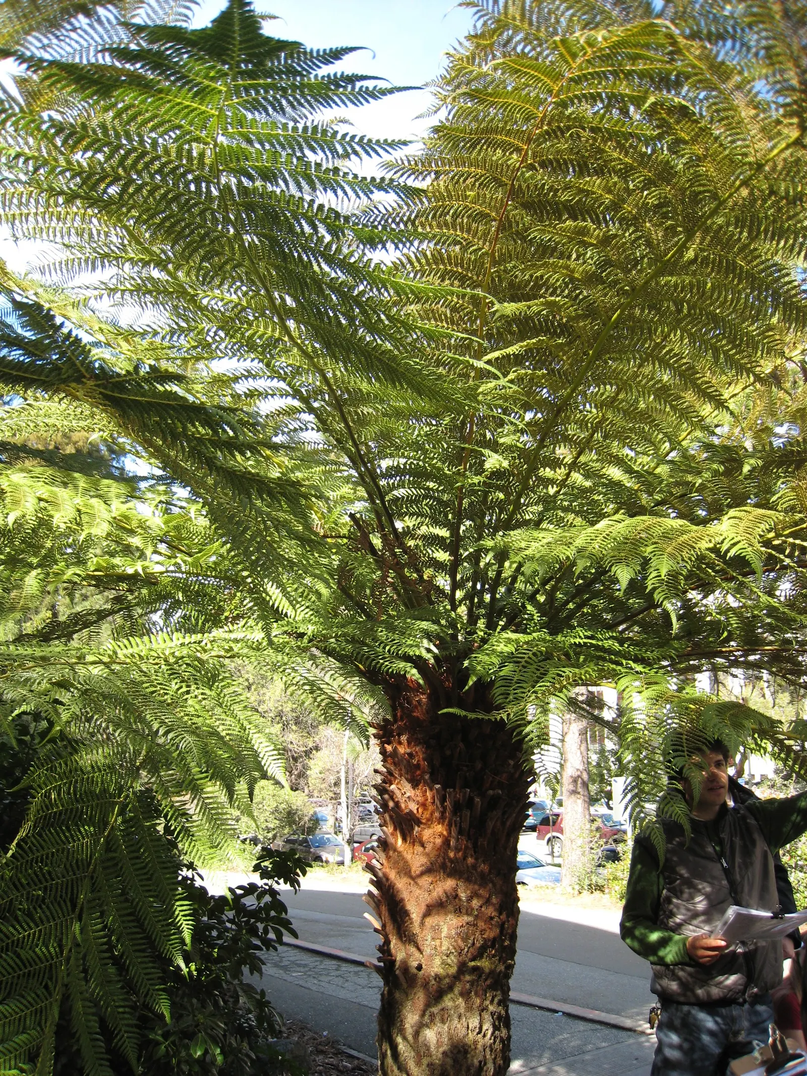 Tasmanian Tree Fern (Dicksonia Antarctica) — slow-growing evergreen that achieves a height of 10-15 feet and a frond spread of 6-8 feet; with its fronds