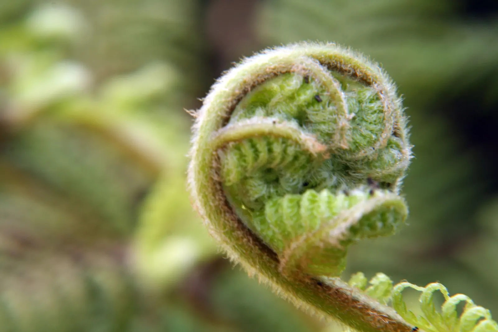 Tasmanian Tree Fern (Dicksonia Antarctica) — scientifically named Dicksonia antarctica; away from drying winds and extreme heat