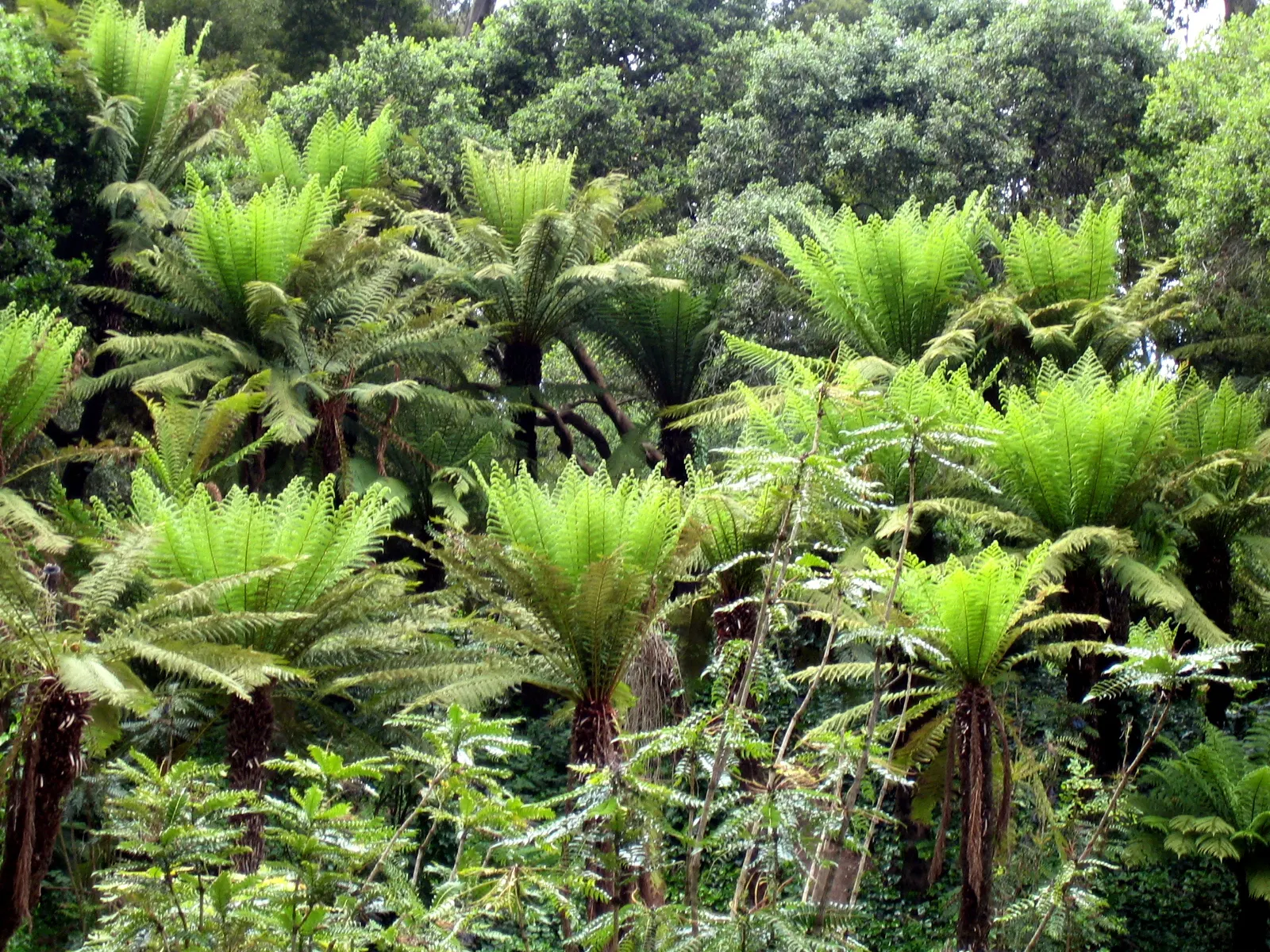 Tasmanian Tree Fern (Dicksonia Antarctica) — Growing at an achingly slow rate; its thick, fibrous trunk supports long, arching fronds creating a, image 58