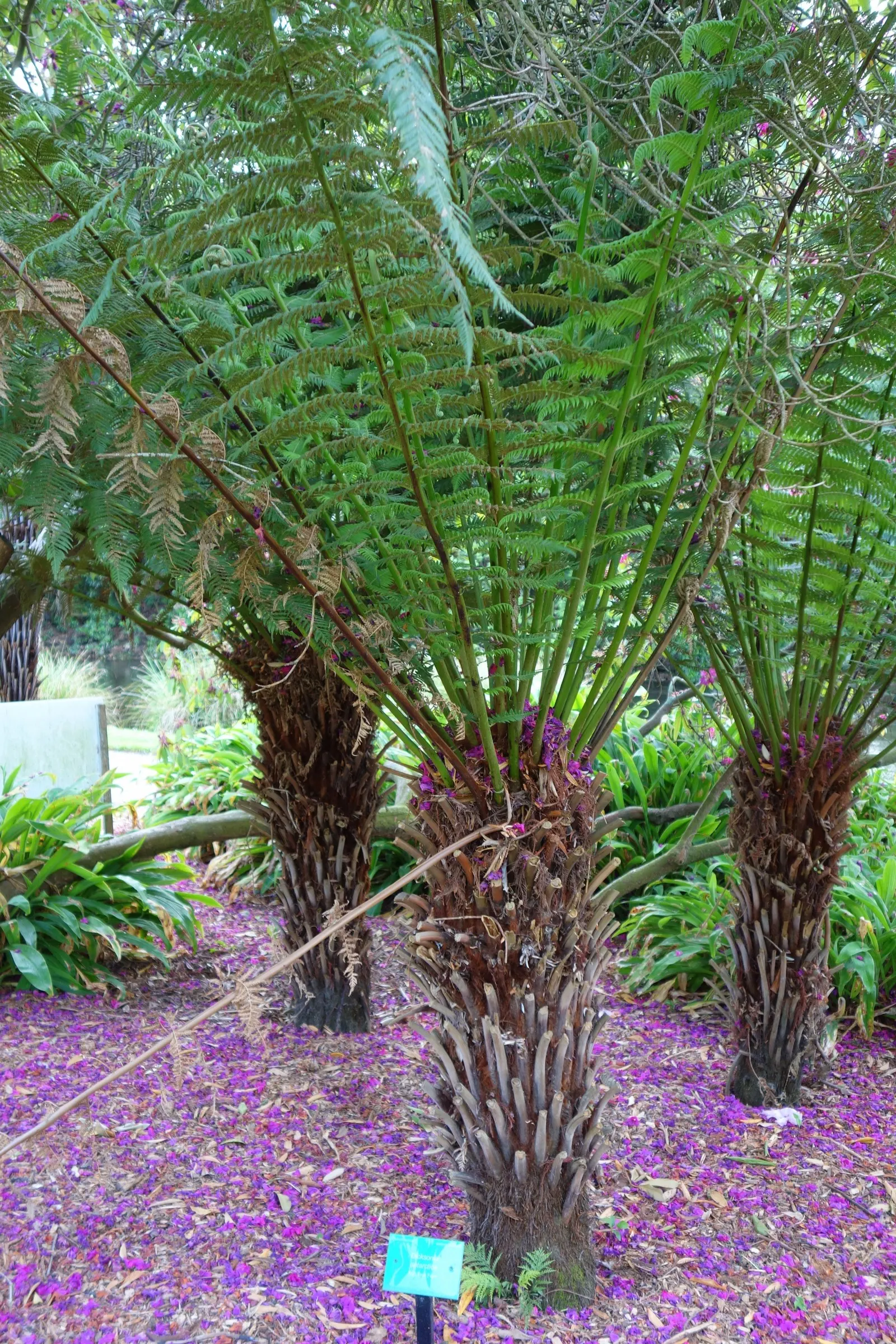 Tasmanian Tree Fern (Dicksonia Antarctica) — offering not only aesthetic appeal but also a habitat for various birds and insects; provide the Tasmanian Tree