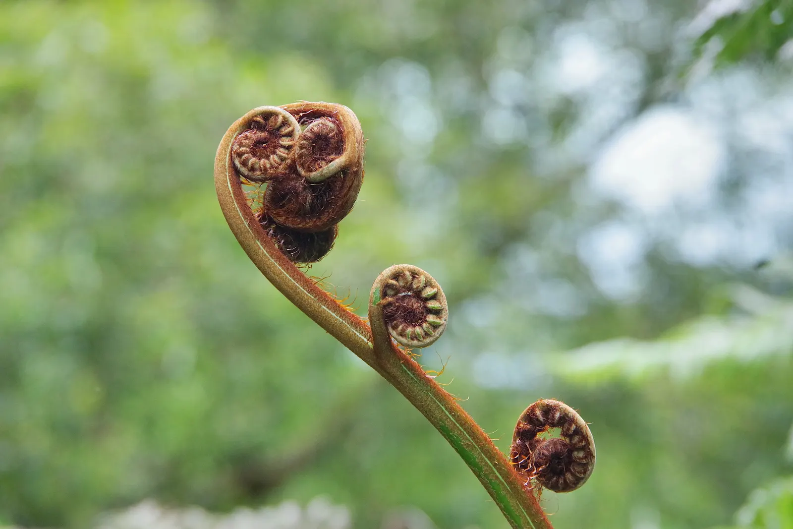 Tasmanian Tree Fern (Dicksonia Antarctica) — A layer of mulch is beneficial to help retain soil moisture and protect its shallow roots; the Tasmanian Tree Fern