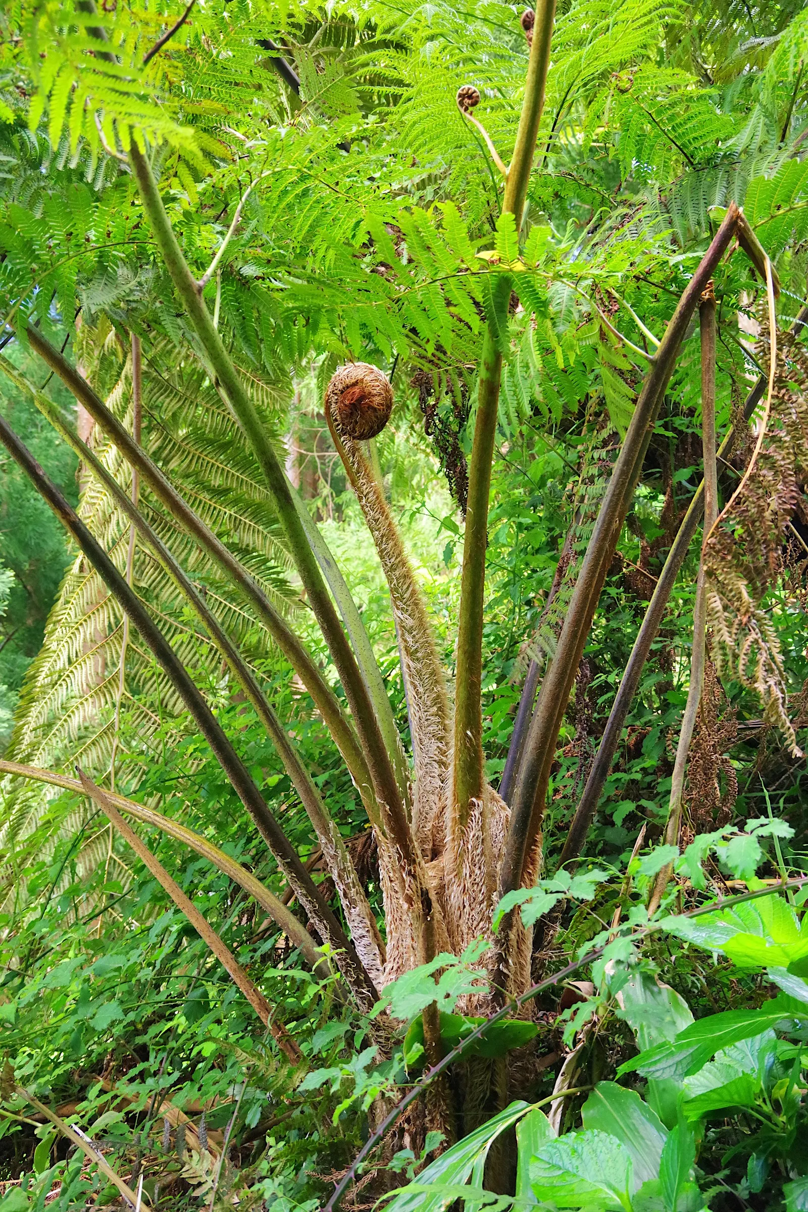 Tasmanian Tree Fern (Dicksonia Antarctica) — The ideal location for the Dicksonia antarctica is a sheltered spot that mimics its native understory habitat