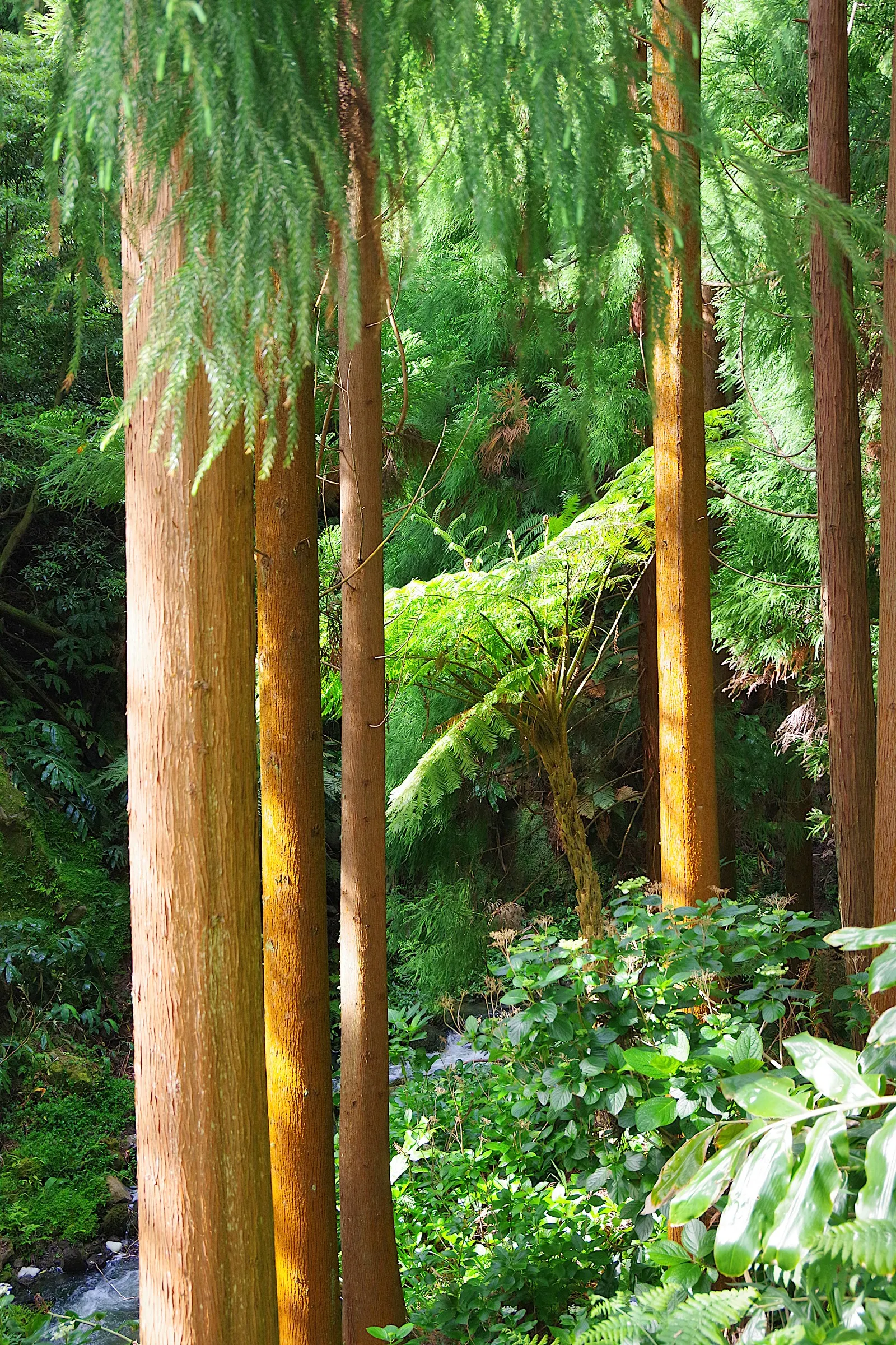 Tasmanian Tree Fern (Dicksonia Antarctica) — thriving in USDA hardiness zones 9 to 11; scientifically named Dicksonia antarctica, image 62