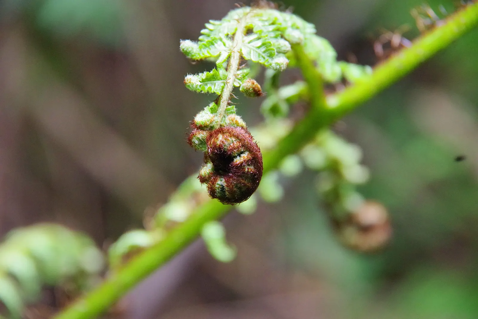 Tasmanian Tree Fern (Dicksonia Antarctica) — particularly during dry spells