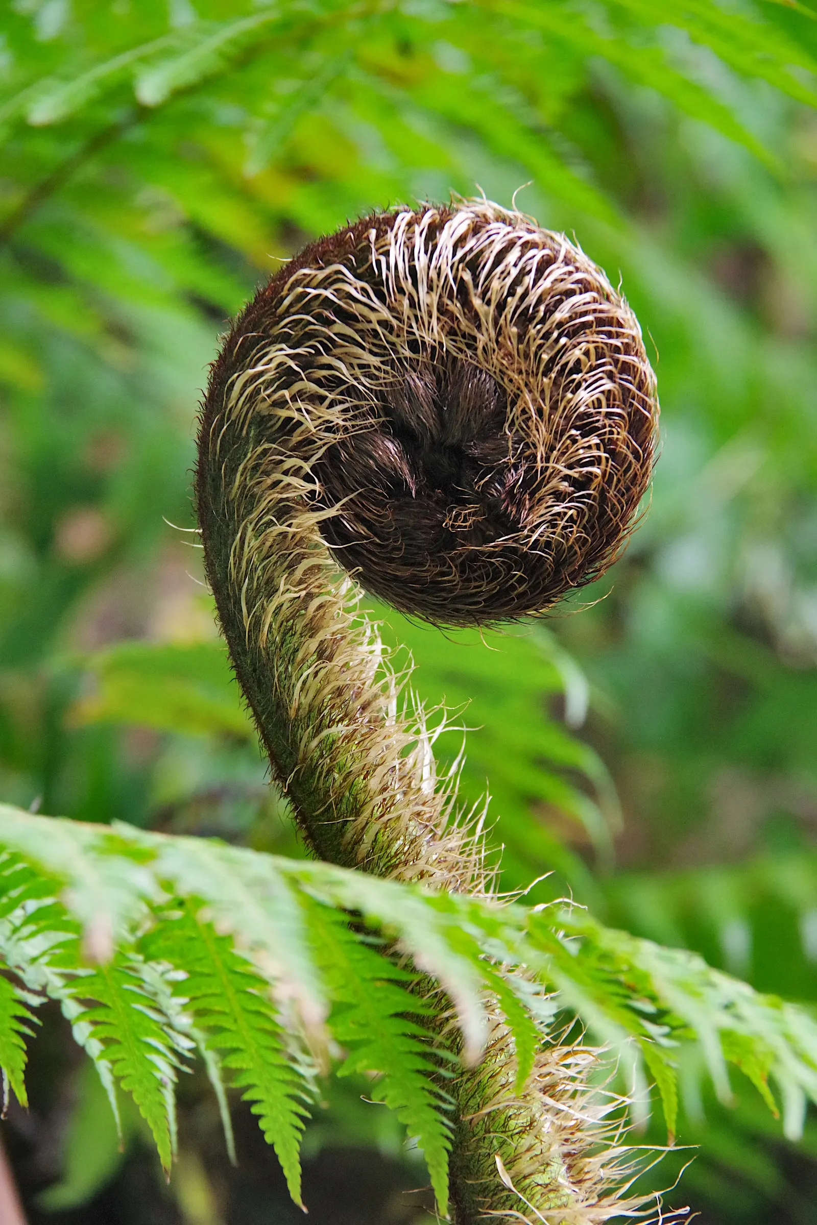 Tasmanian Tree Fern (Dicksonia Antarctica) — slow-growing evergreen that achieves a height of 10-15 feet and a frond spread of 6-8 feet; with its, image 52
