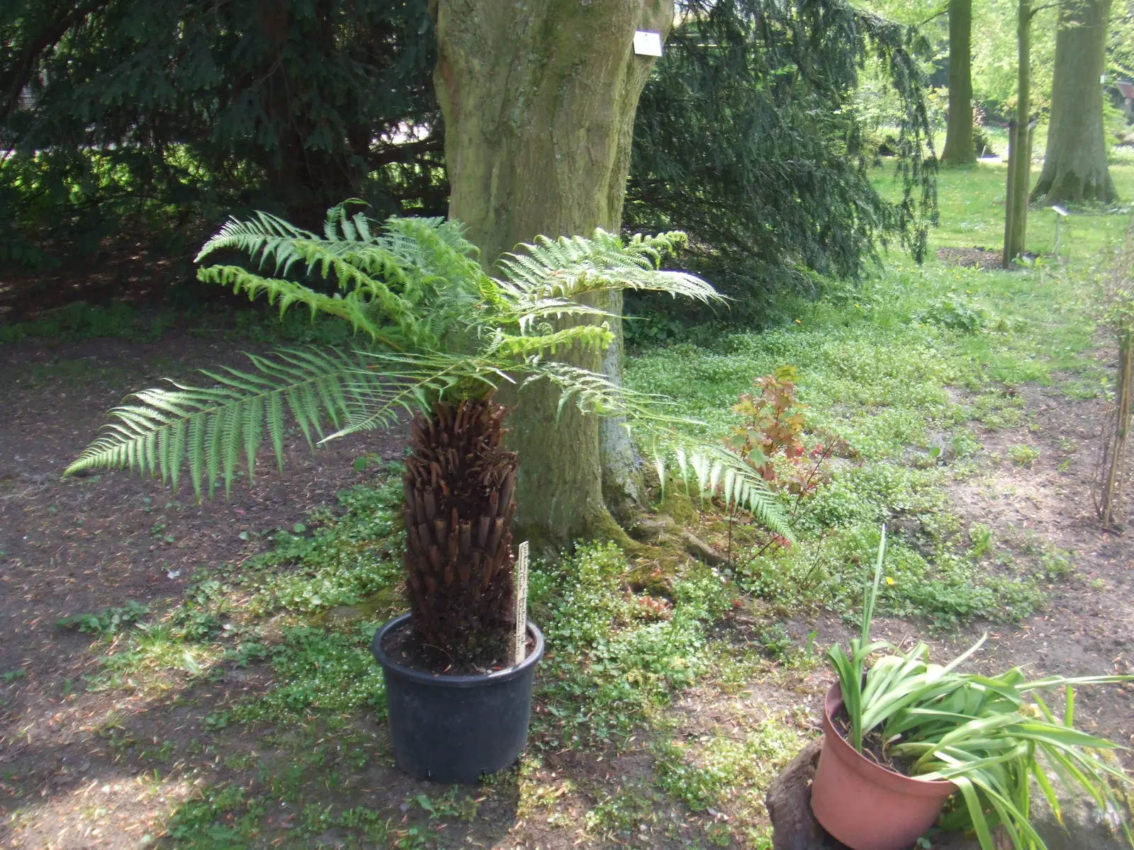 Tasmanian Tree Fern (Dicksonia Antarctica) — particularly during dry spells; formed from the decaying remains of its previous fronds