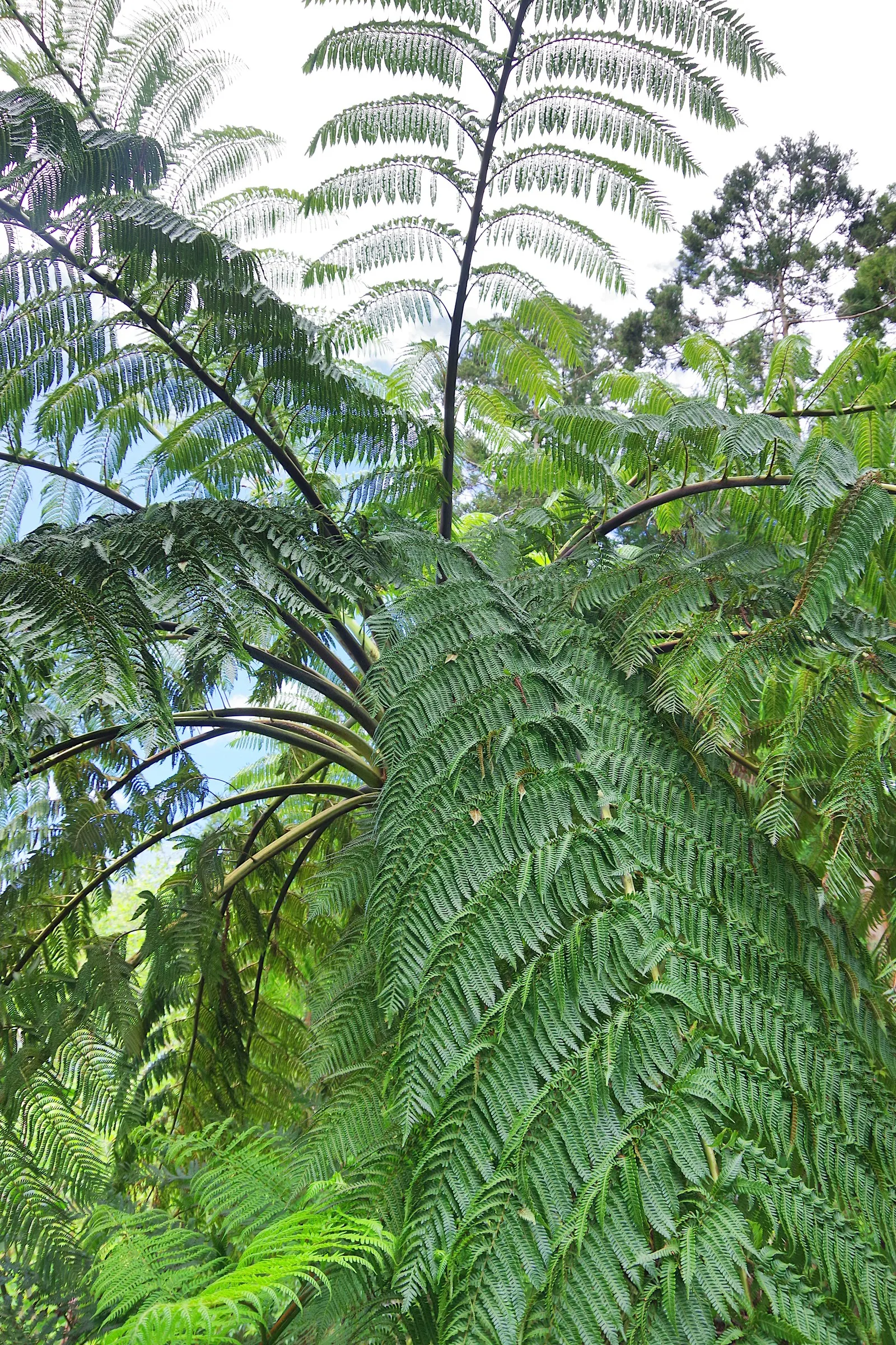 Tasmanian Tree Fern (Dicksonia Antarctica) — Hardy to 20°F, it adds a dramatic prehistoric ambiance to any shaded landscape composition