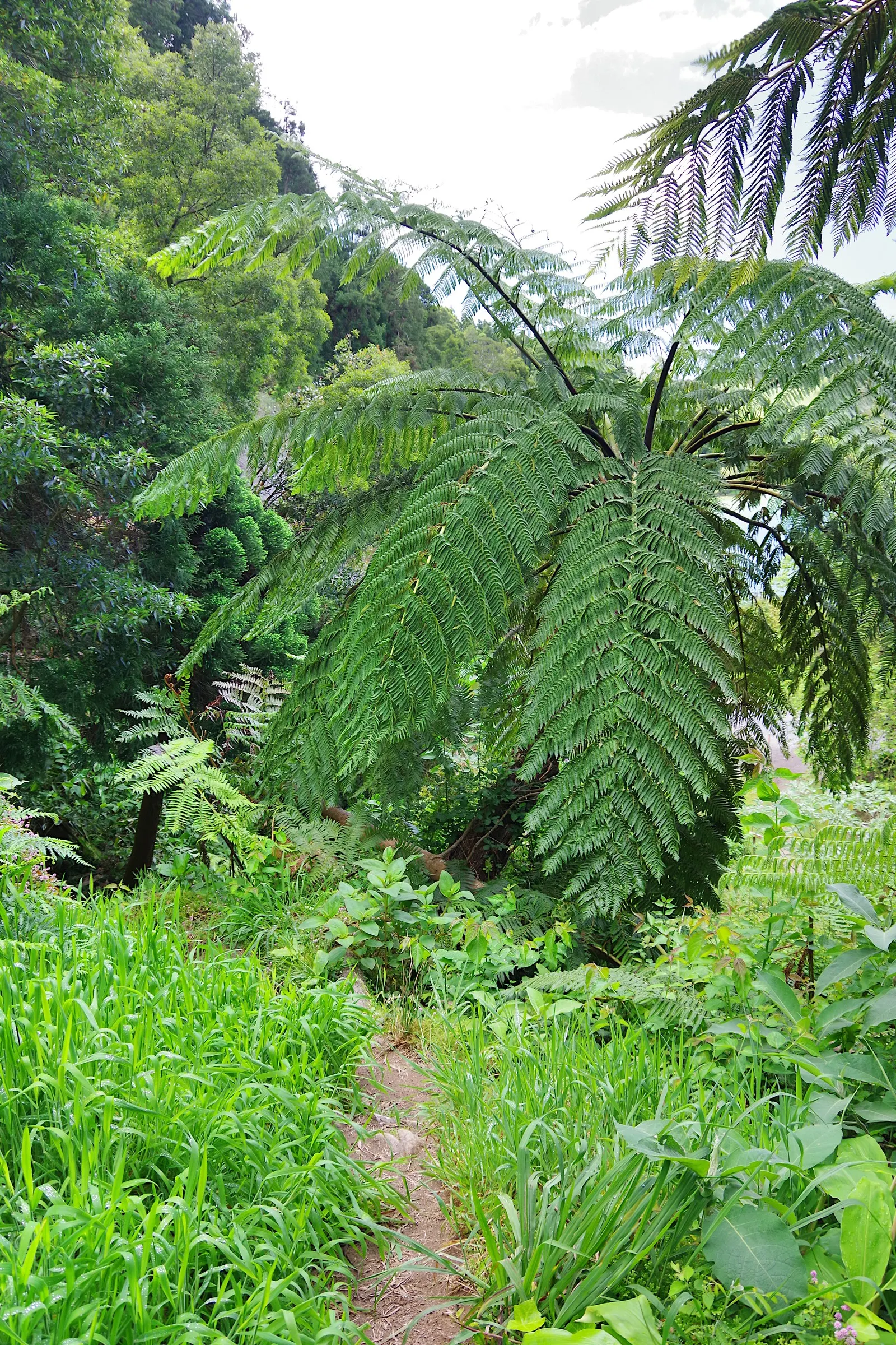 Tasmanian Tree Fern (Dicksonia Antarctica) — formed from the decaying remains of its previous fronds
