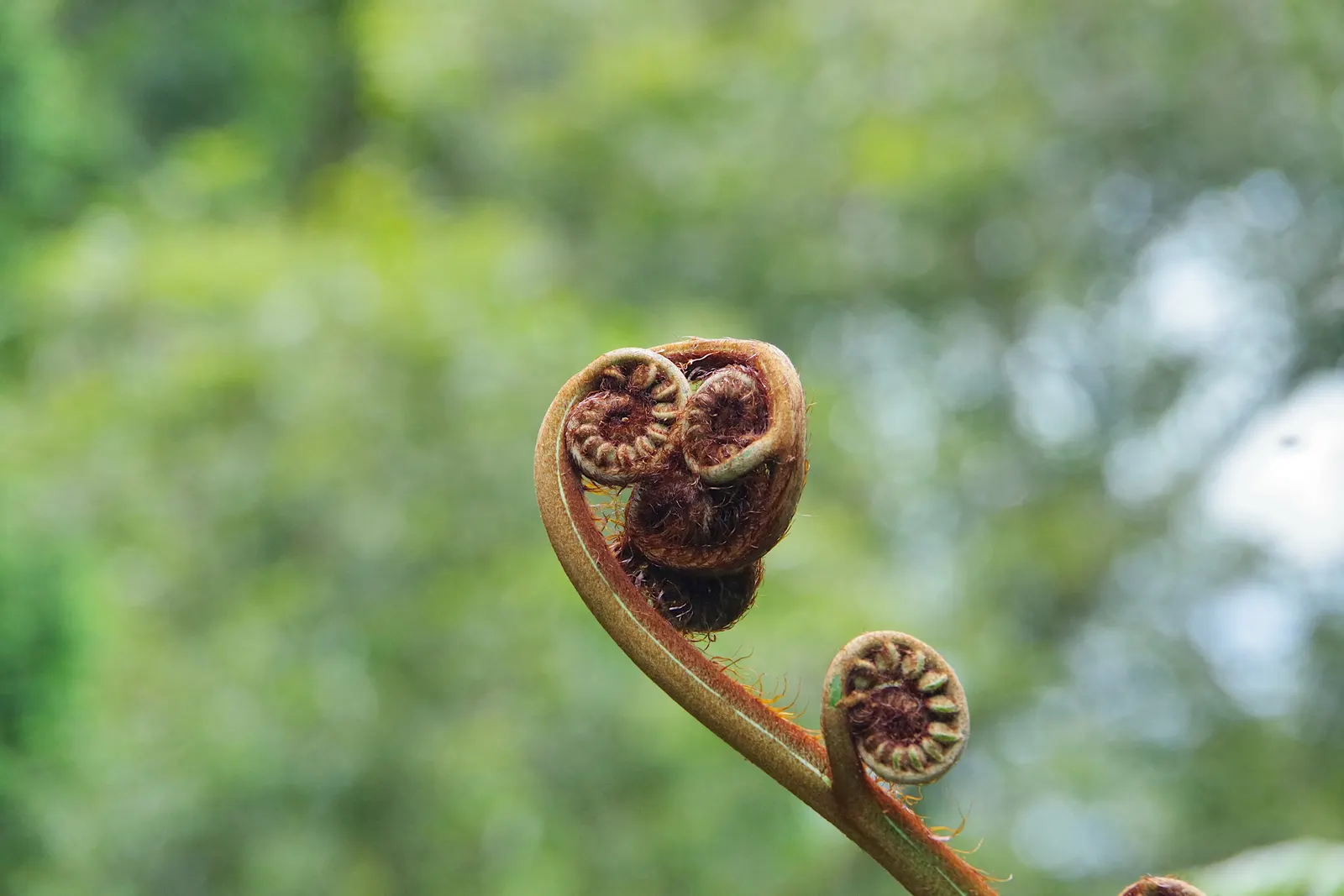 Tasmanian Tree Fern (Dicksonia Antarctica) — this tree fern can reach towering heights of up to 15 feet