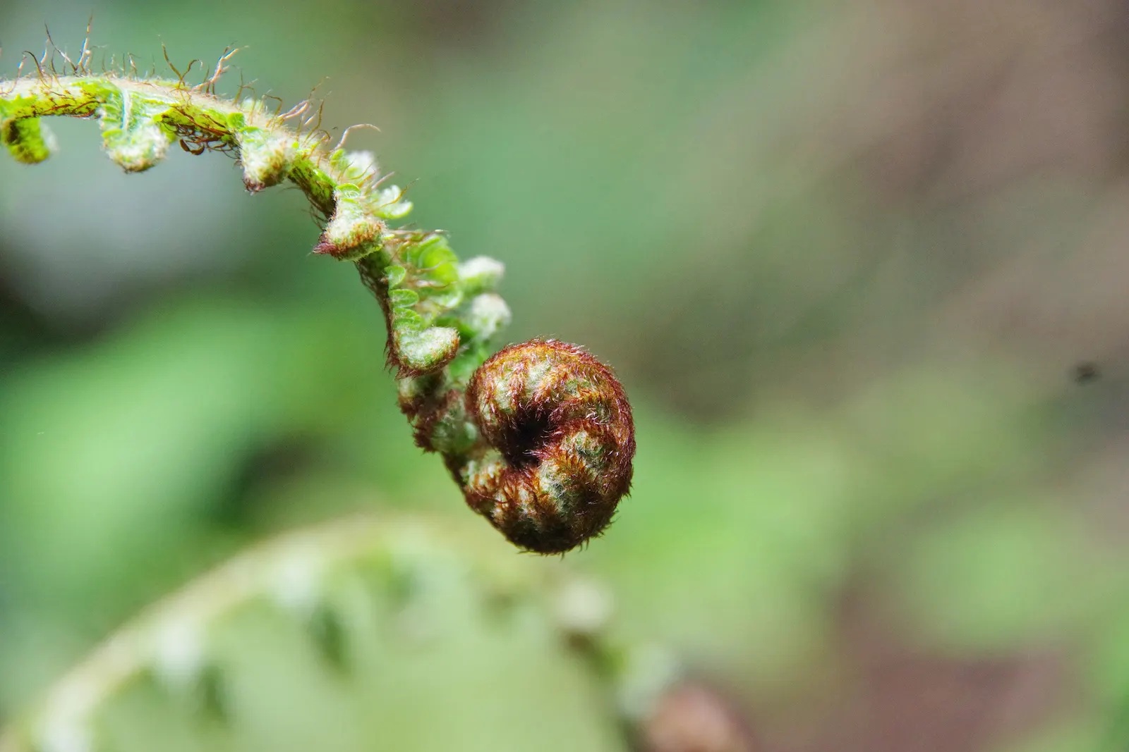 Tasmanian Tree Fern (Dicksonia Antarctica) — typically an inch per year; this tree fern can reach towering heights of up to 15 feet, image 59