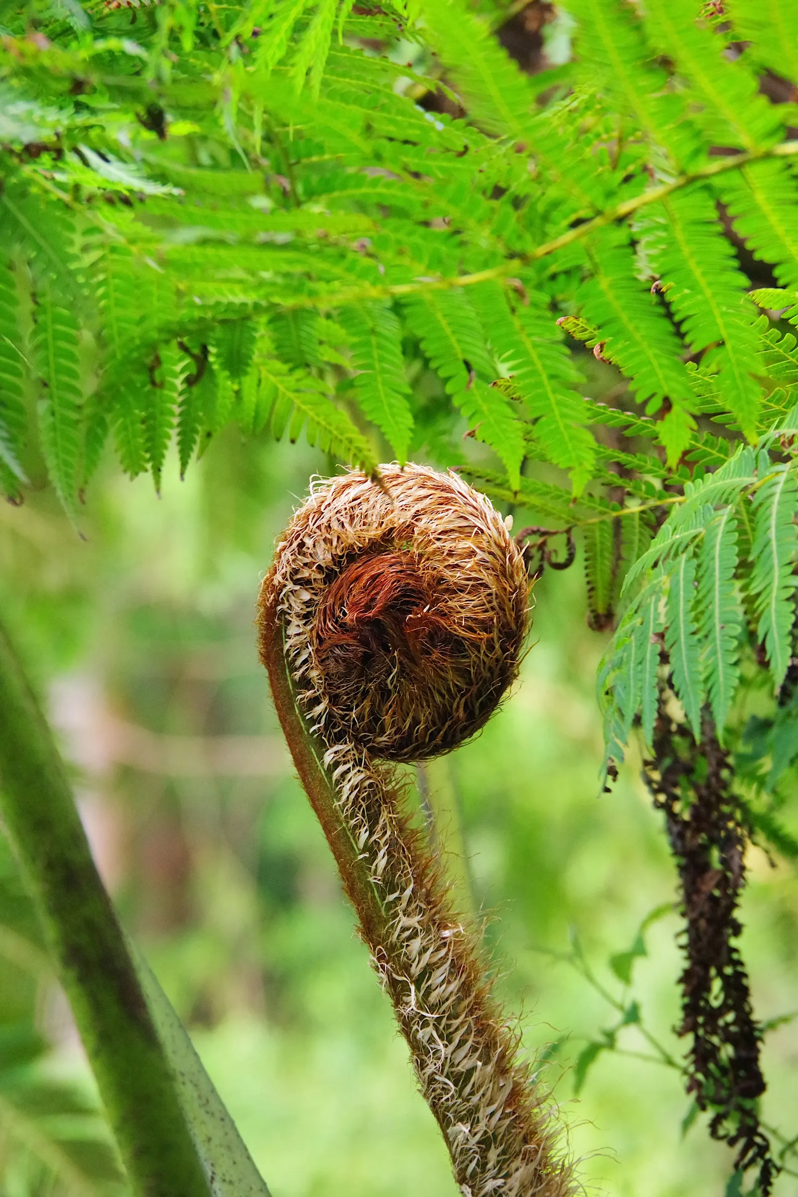 Tasmanian Tree Fern (Dicksonia Antarctica) — is a majestic species that brings a prehistoric ambiance to any shaded garden