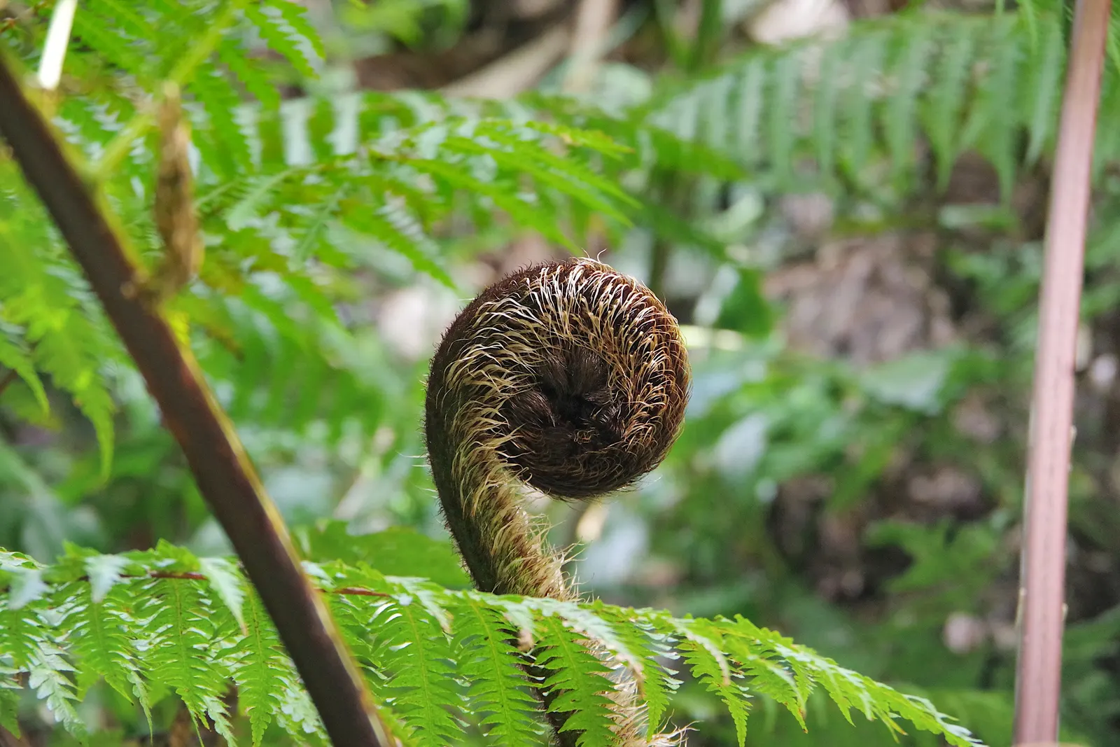 Tasmanian Tree Fern (Dicksonia Antarctica) — this tree fern can reach towering heights of up to 15 feet; arching fronds are a lush deep green