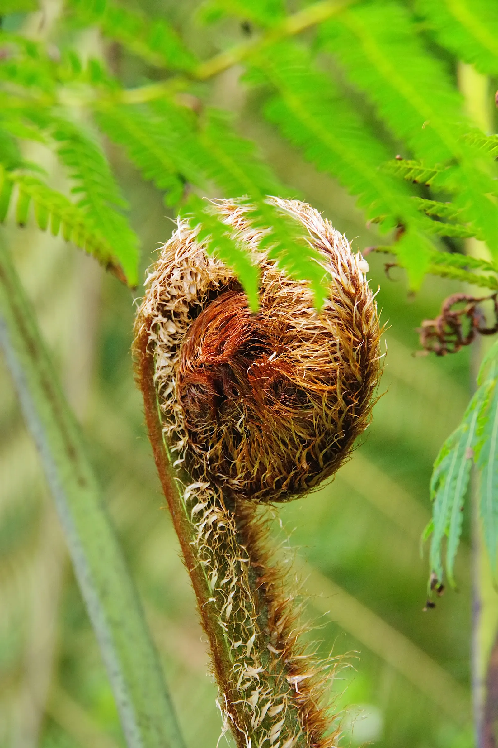 Tasmanian Tree Fern (Dicksonia Antarctica) — Its thick, fibrous trunk supports long, arching fronds creating a lush canopy; offering not only, image 53