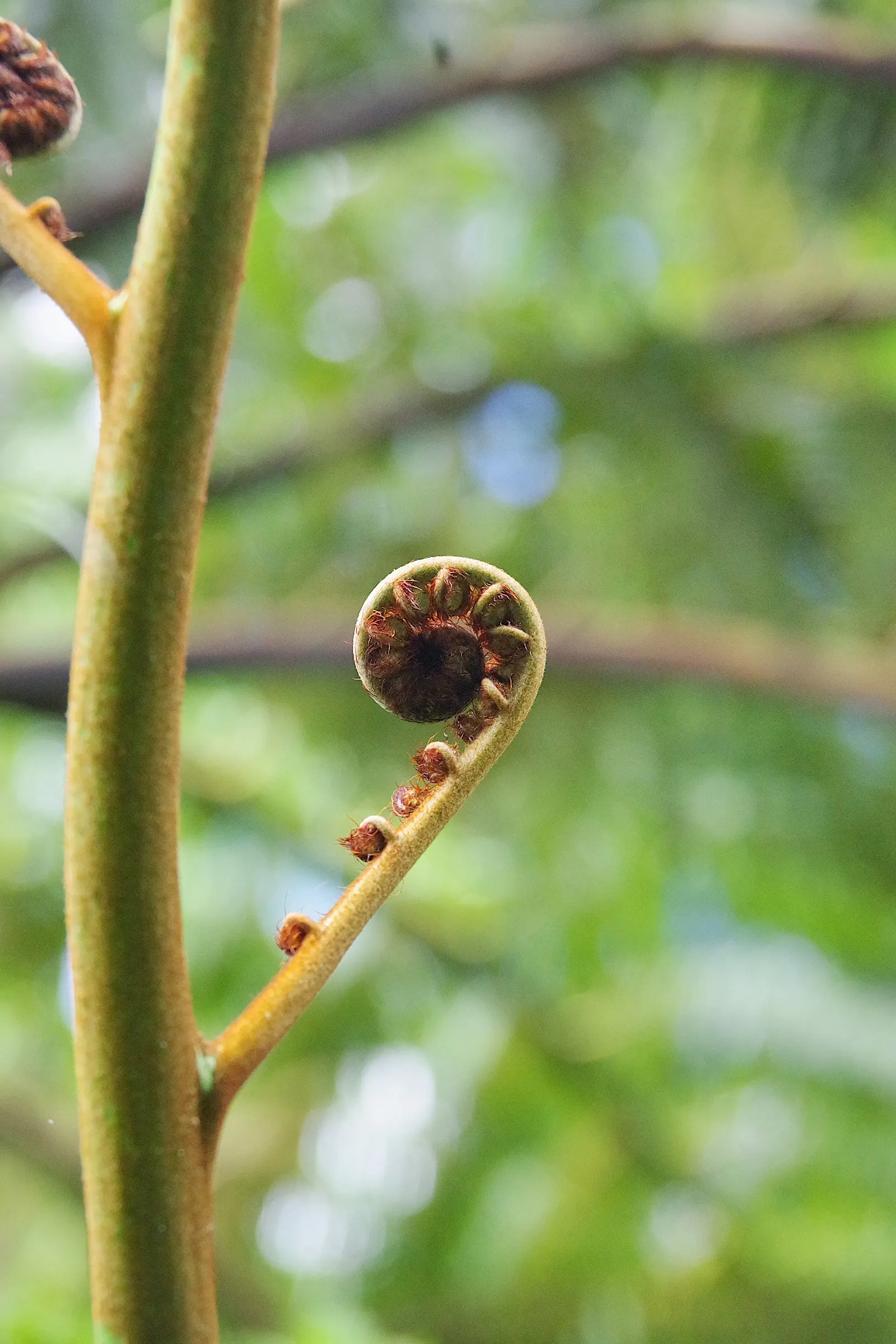 Tasmanian Tree Fern (Dicksonia Antarctica) — arching fronds are a lush deep green