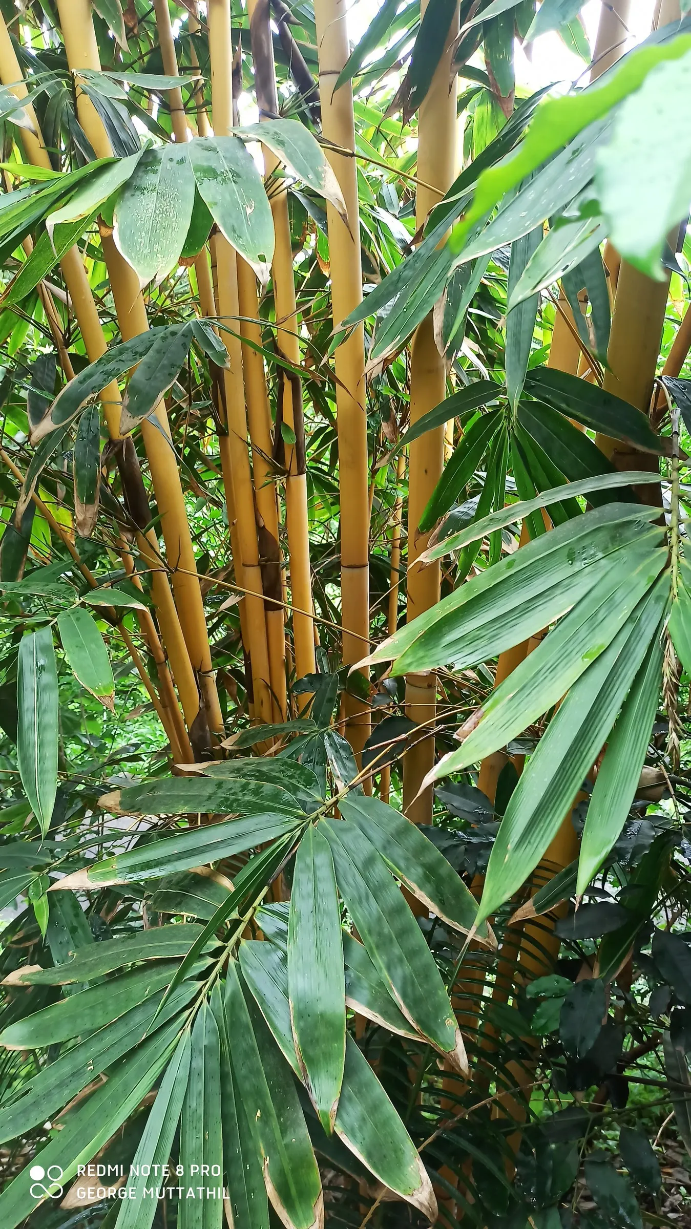 Gold Bamboo (Phyllostachys Bambusoides "All Gold') — reaching heights of 10-20 feet with 1-2 inch diameter culms