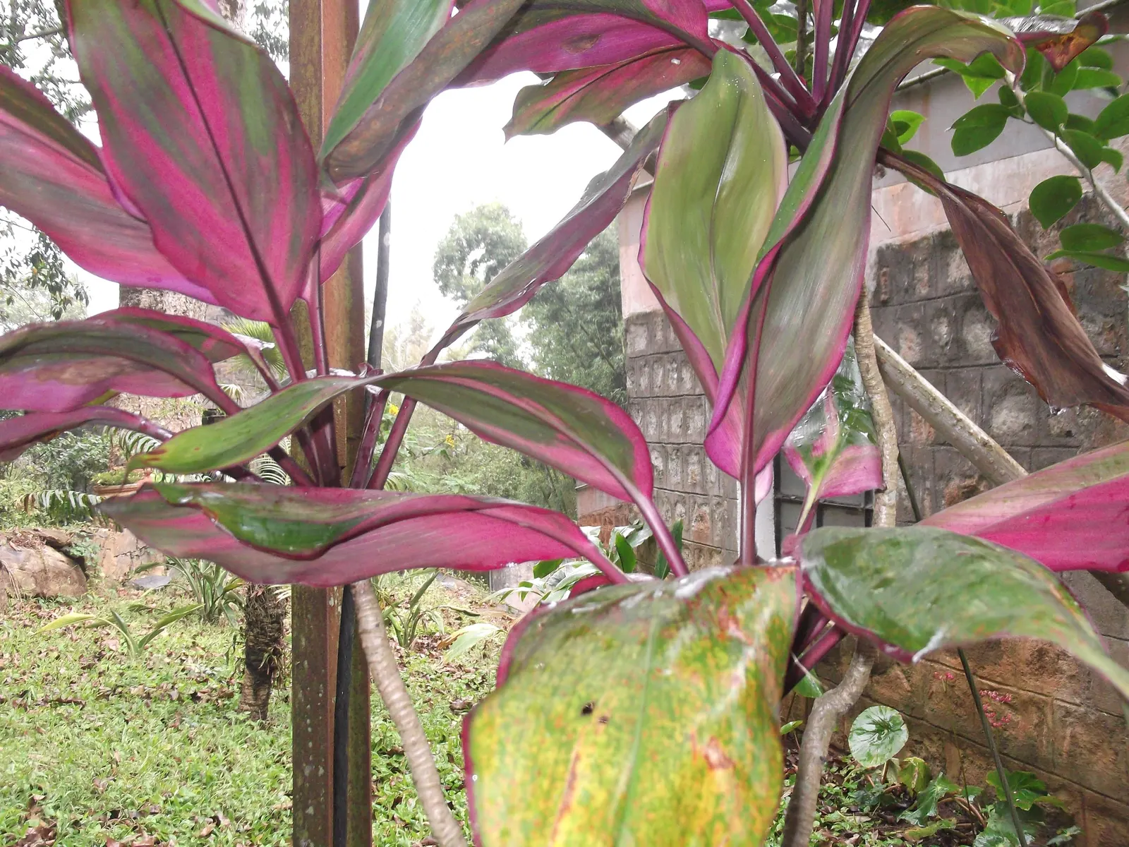 Green Ti Plant (Cordyline Terminalis 'Green') — it requires well-draining soil and consistent moisture; although it can tolerate some shade, image 92