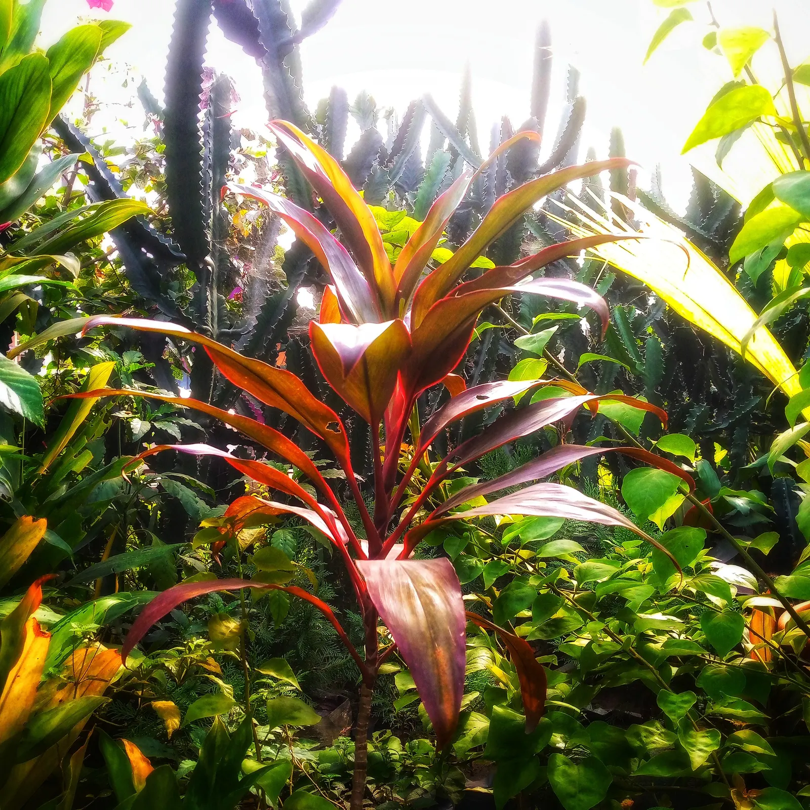 Green Ti Plant (Cordyline Terminalis 'Green') — the Green Ti Plant remains a captivating and reliable choice for adding year-round interest to the, image 47