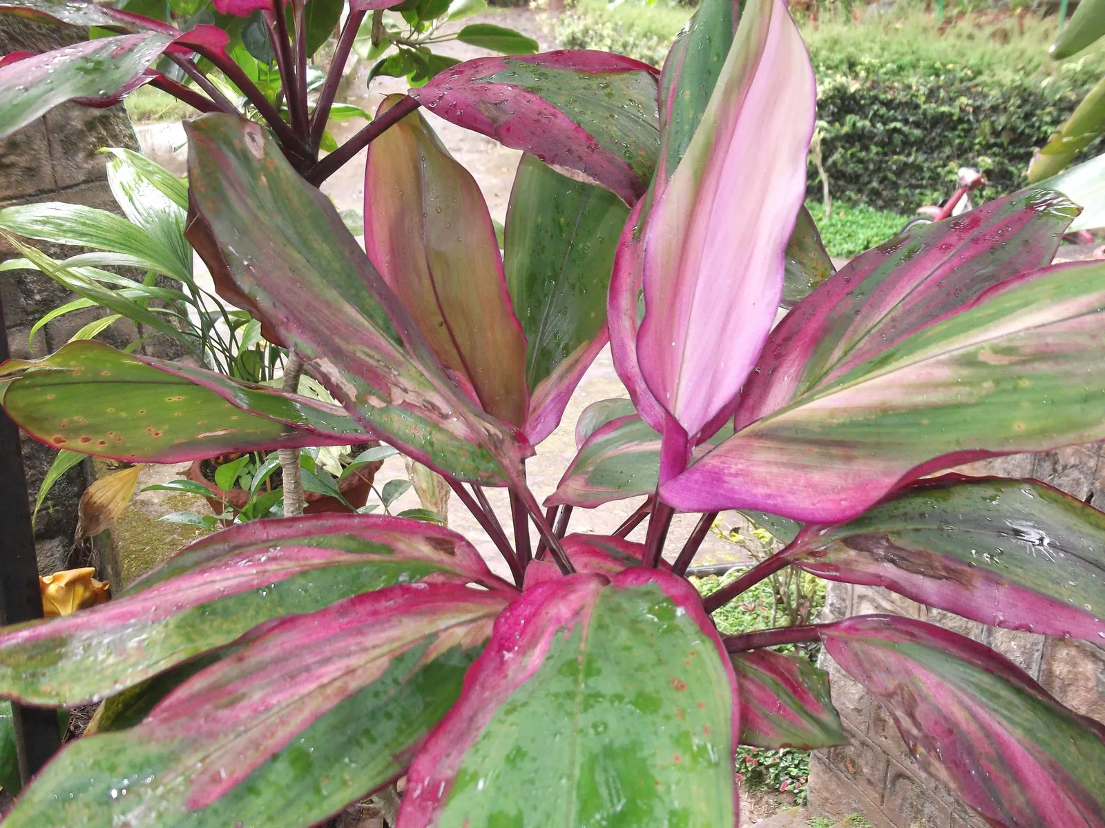 Green Ti Plant (Cordyline Terminalis 'Green') — Ideal for accentuating vertical elements in landscapes, it prefers moist, well-drained soil; it can, image 53