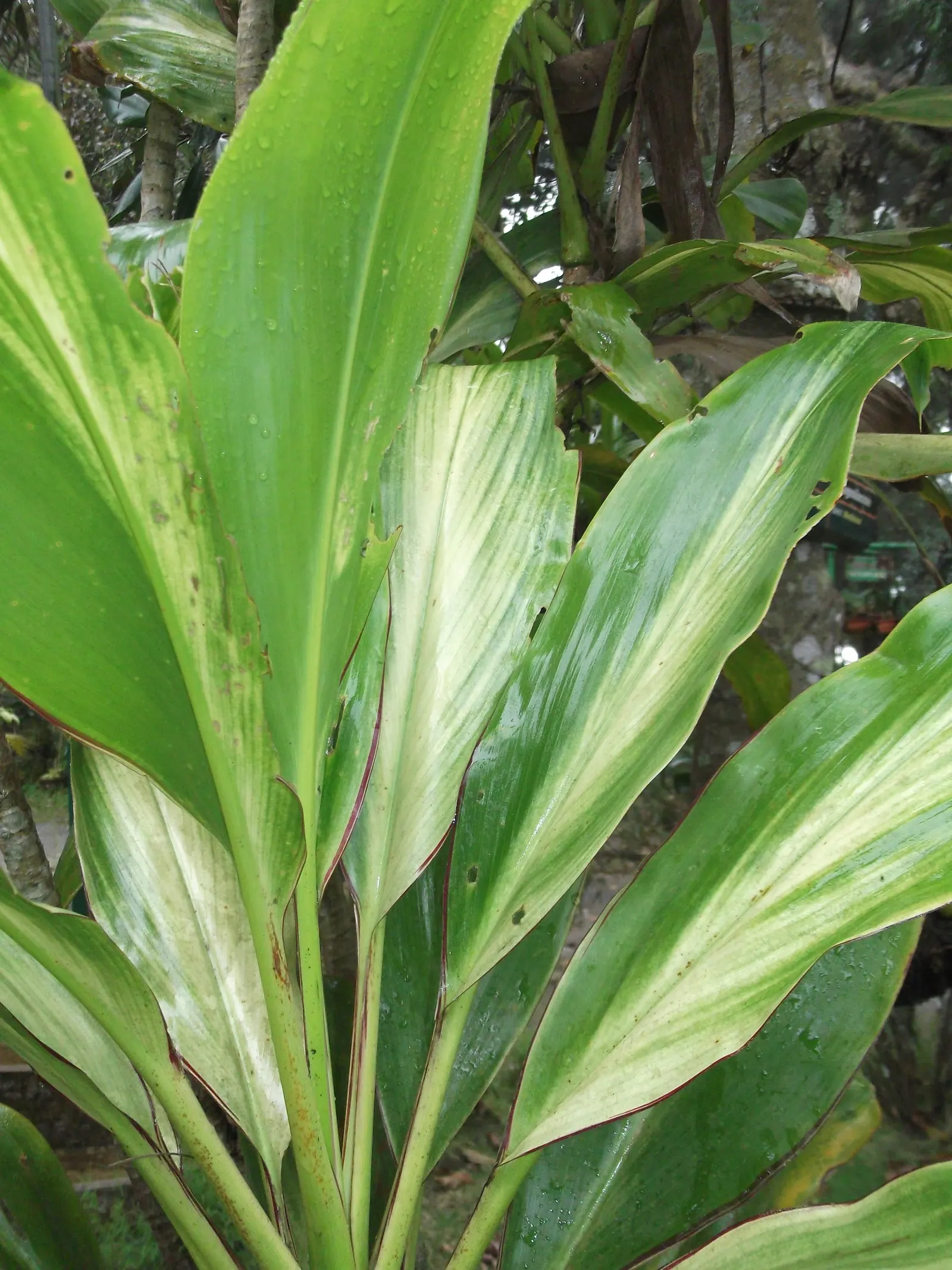 Green Ti Plant (Cordyline Terminalis 'Green') — pink flowers in the garden; is a striking tropical evergreen that brings a vibrant and lush aesthetic to any