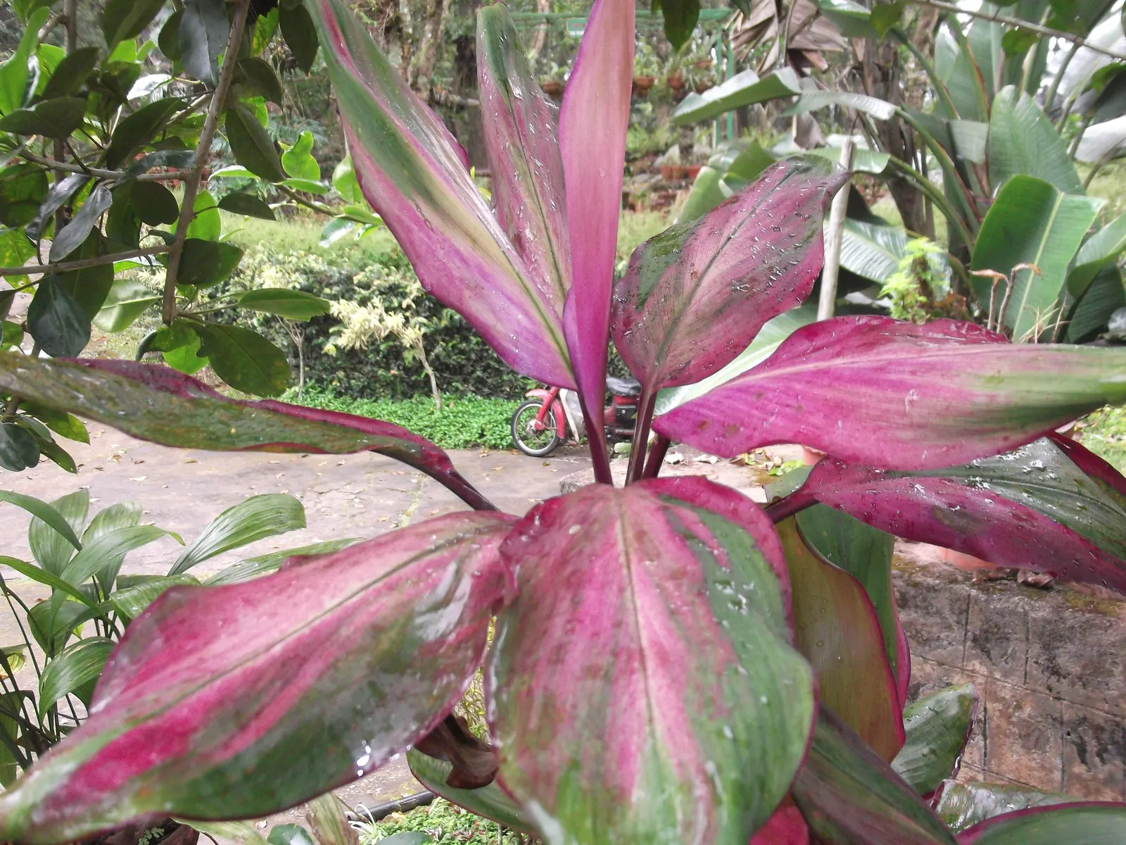 Green Ti Plant (Cordyline Terminalis 'Green') — making it an excellent choice for focal points in garden beds or as an elegant container specimen, image 89