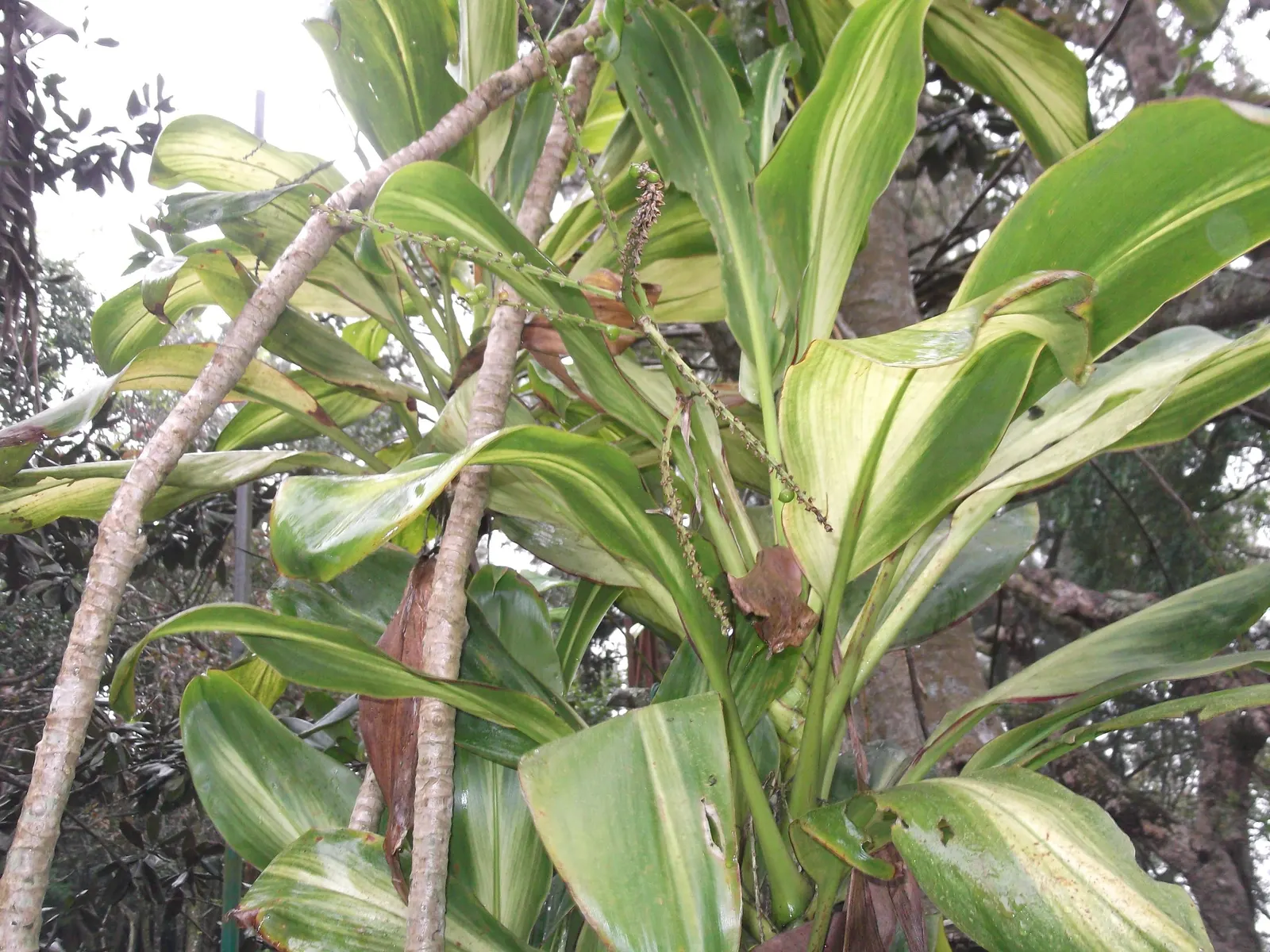 Green Ti Plant (Cordyline Terminalis 'Green') — creating a fountain-like effect that can add both height and textural contrast to, image 62