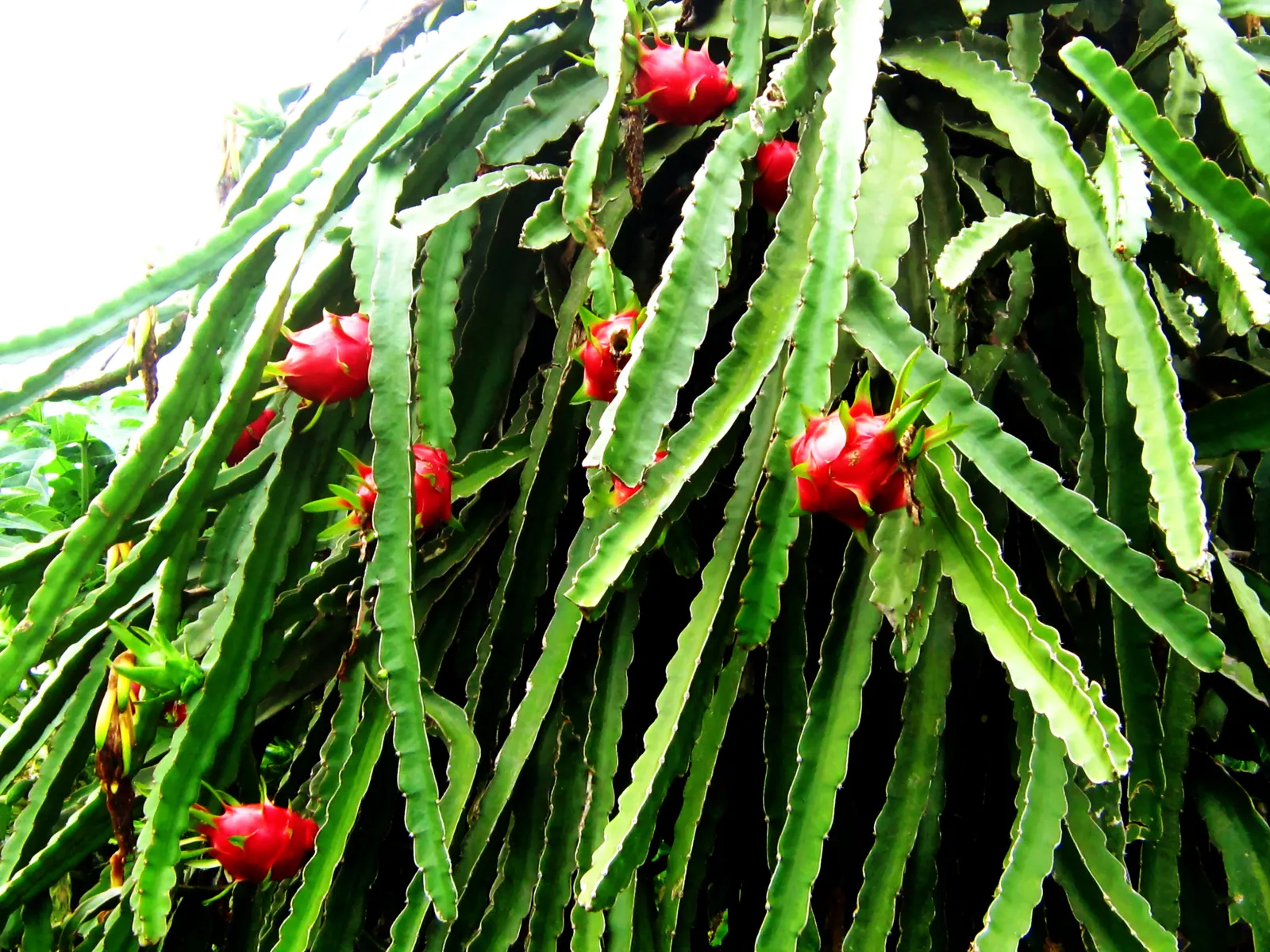 Green Ti Plant (Cordyline Terminalis 'Green') — this low-maintenance plant adds a lush; scientifically known as Cordyline terminalis 'Green', image 55