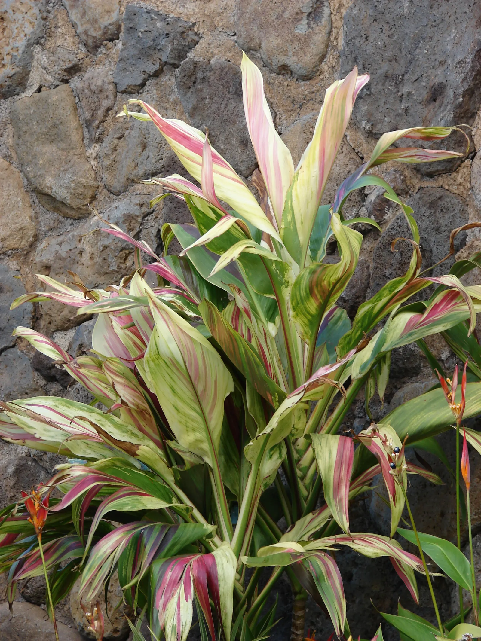 Green Ti Plant (Cordyline Terminalis 'Green') — it can exhibit moderate drought tolerance.<br><br>When planning a landscape design; pink flowers in, image 93