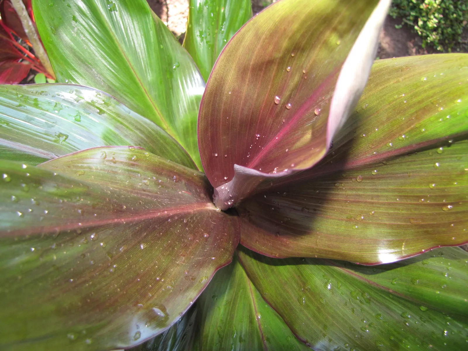 Green Ti Plant (Cordyline Terminalis 'Green') — scientifically known as Cordyline terminalis 'Green'; such as occasional pruning to remove any yellowing leaves
