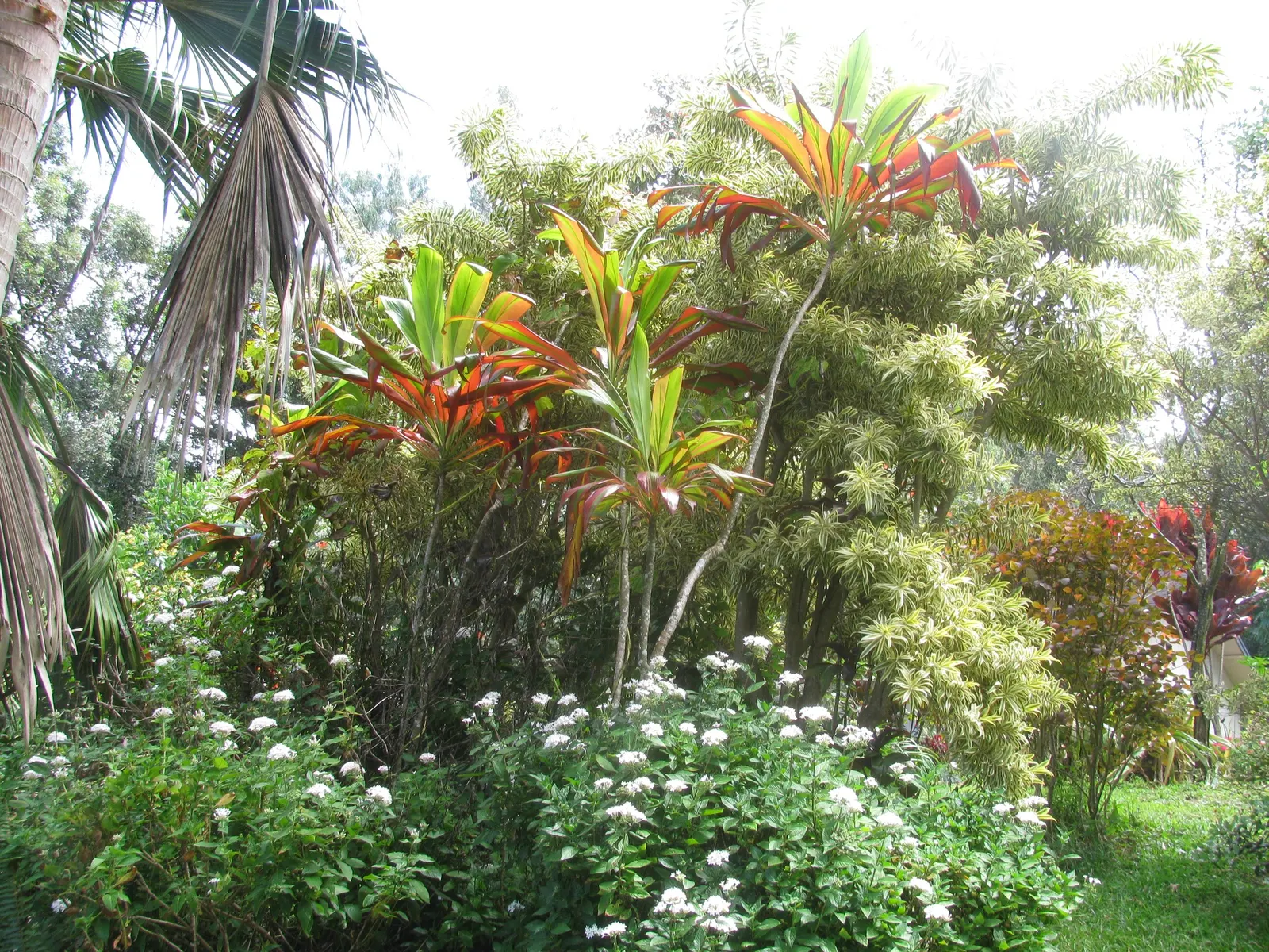 Green Ti Plant (Cordyline Terminalis 'Green') — it requires well-draining soil and consistent moisture; although it can tolerate some shade, image 67